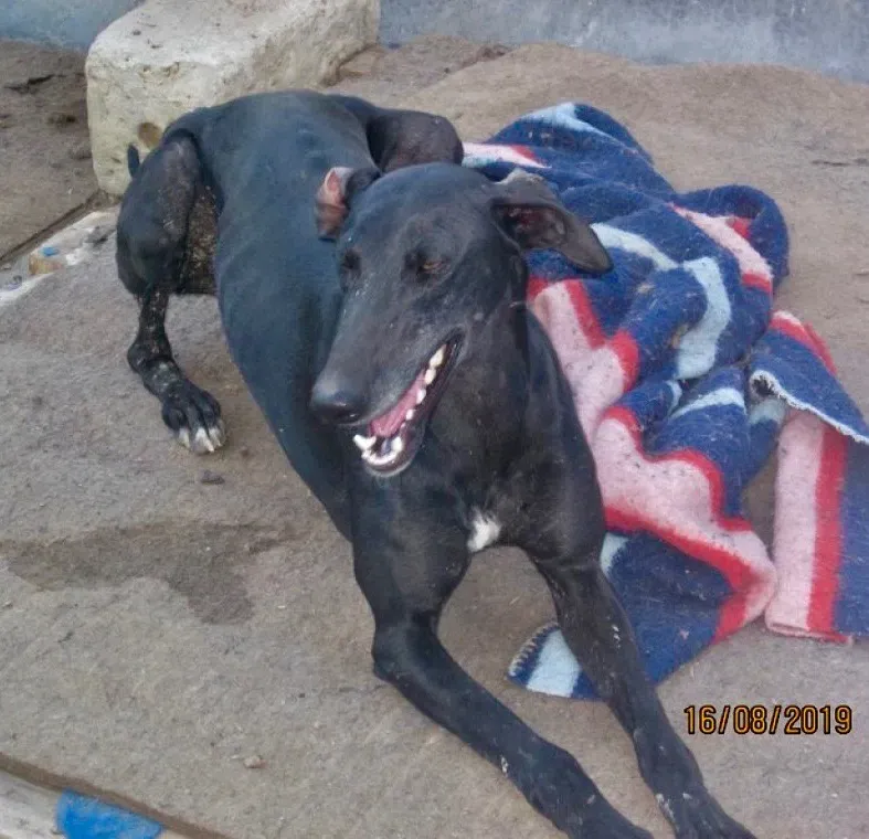 Stella adozione levrieri galgo 01