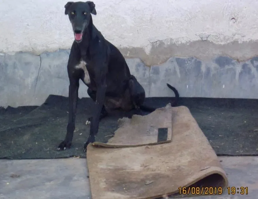 Stella adozione levrieri galgo 02