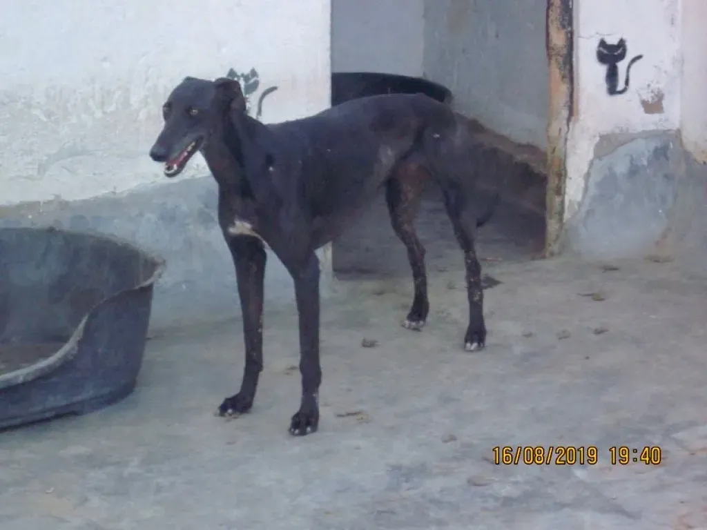 Stella adozione levrieri galgo 03
