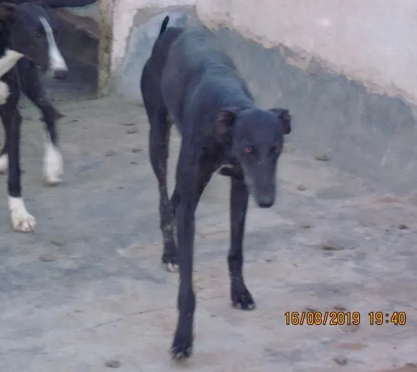 Stella adozione levrieri galgo 04