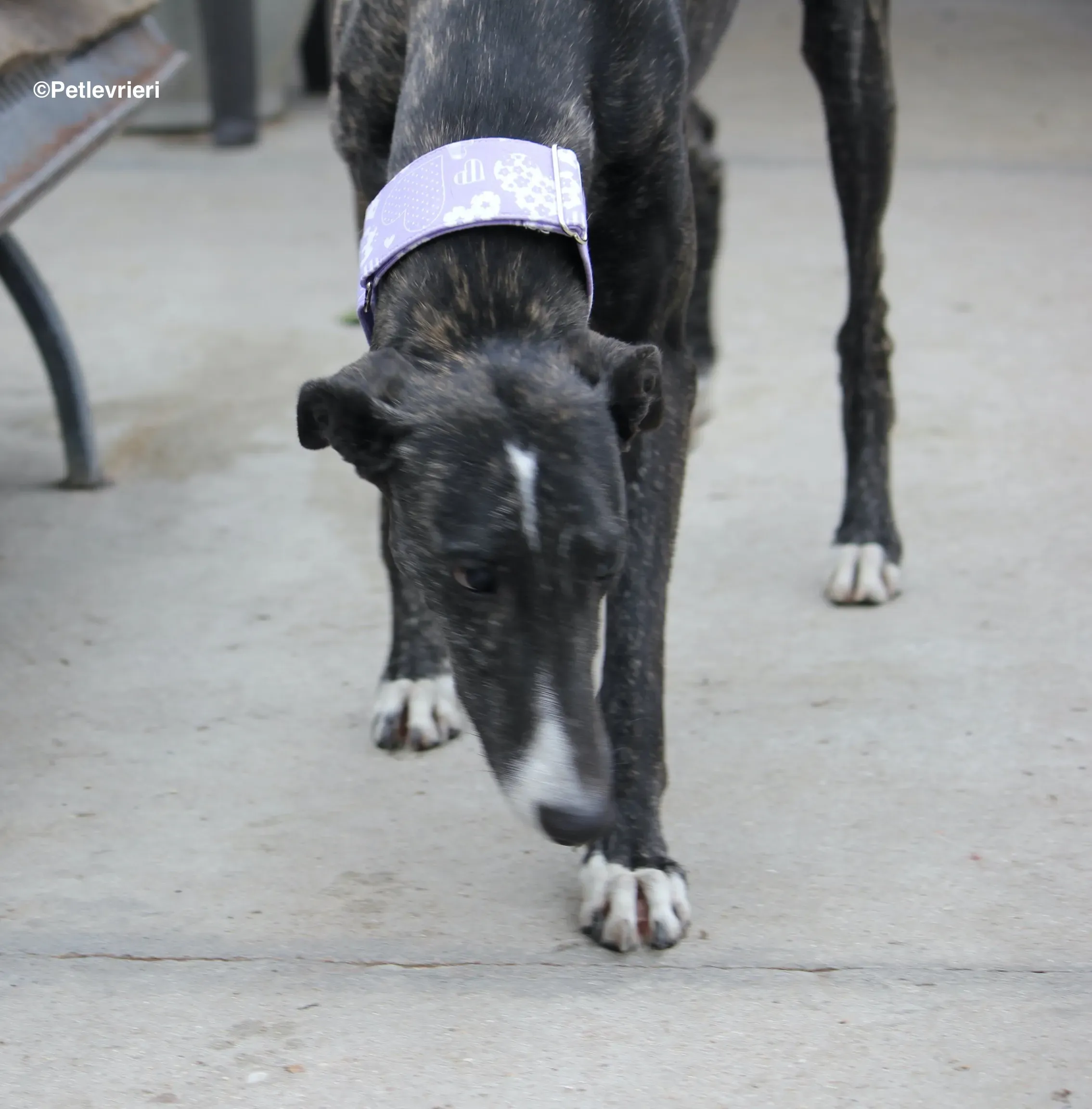 Stevie adozione levrieri galgo 06