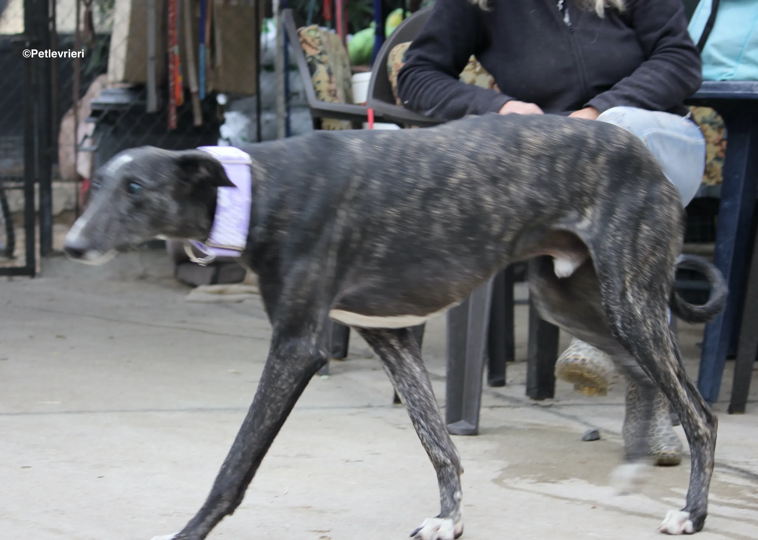 Stevie adozione levrieri galgo 07