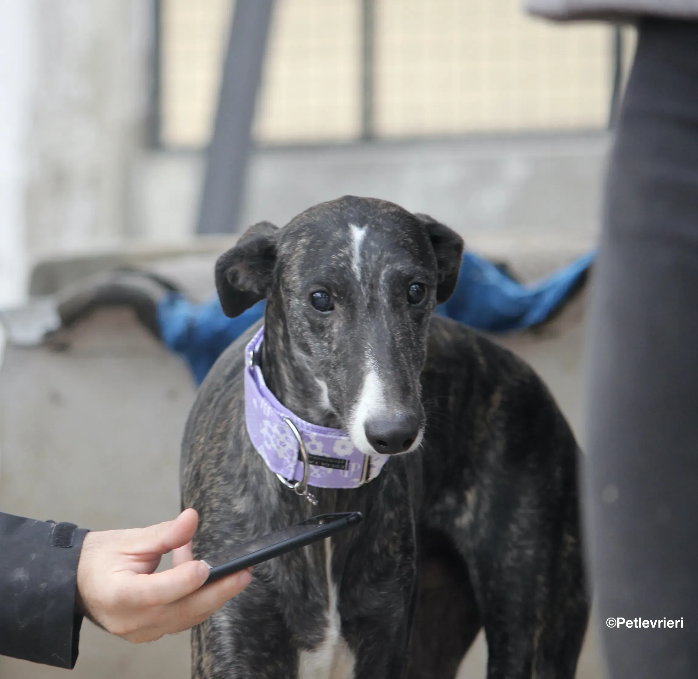 Stevie adozione levrieri galgo 09