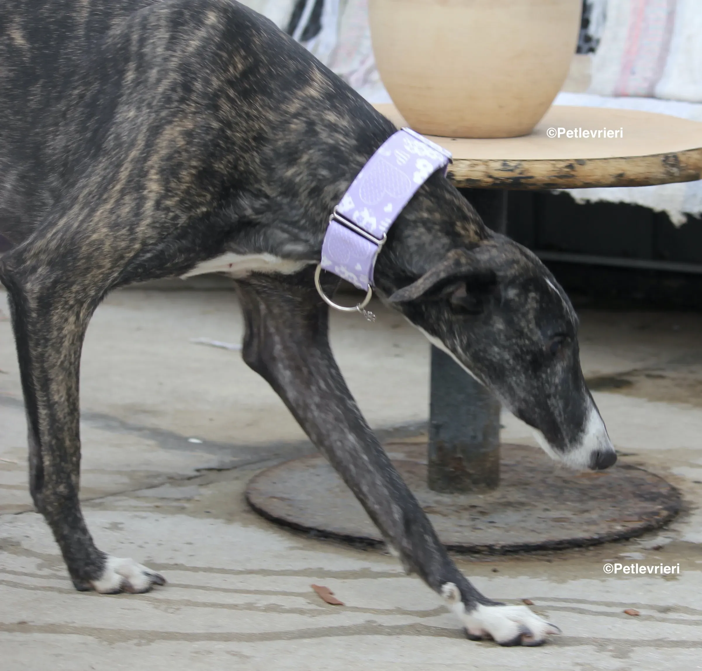 Stevie adozione levrieri galgo 10