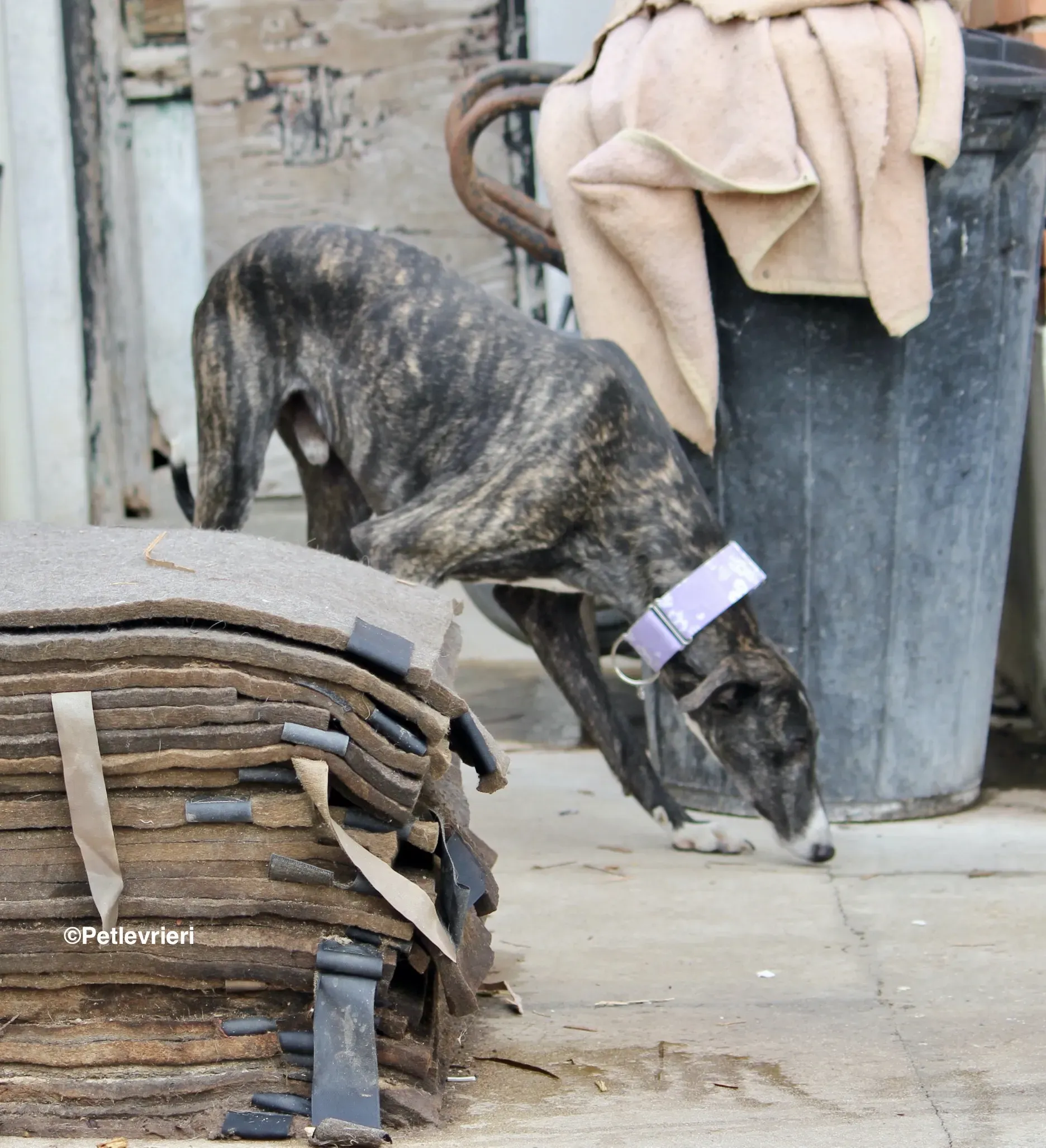 Stevie adozione levrieri galgo 11