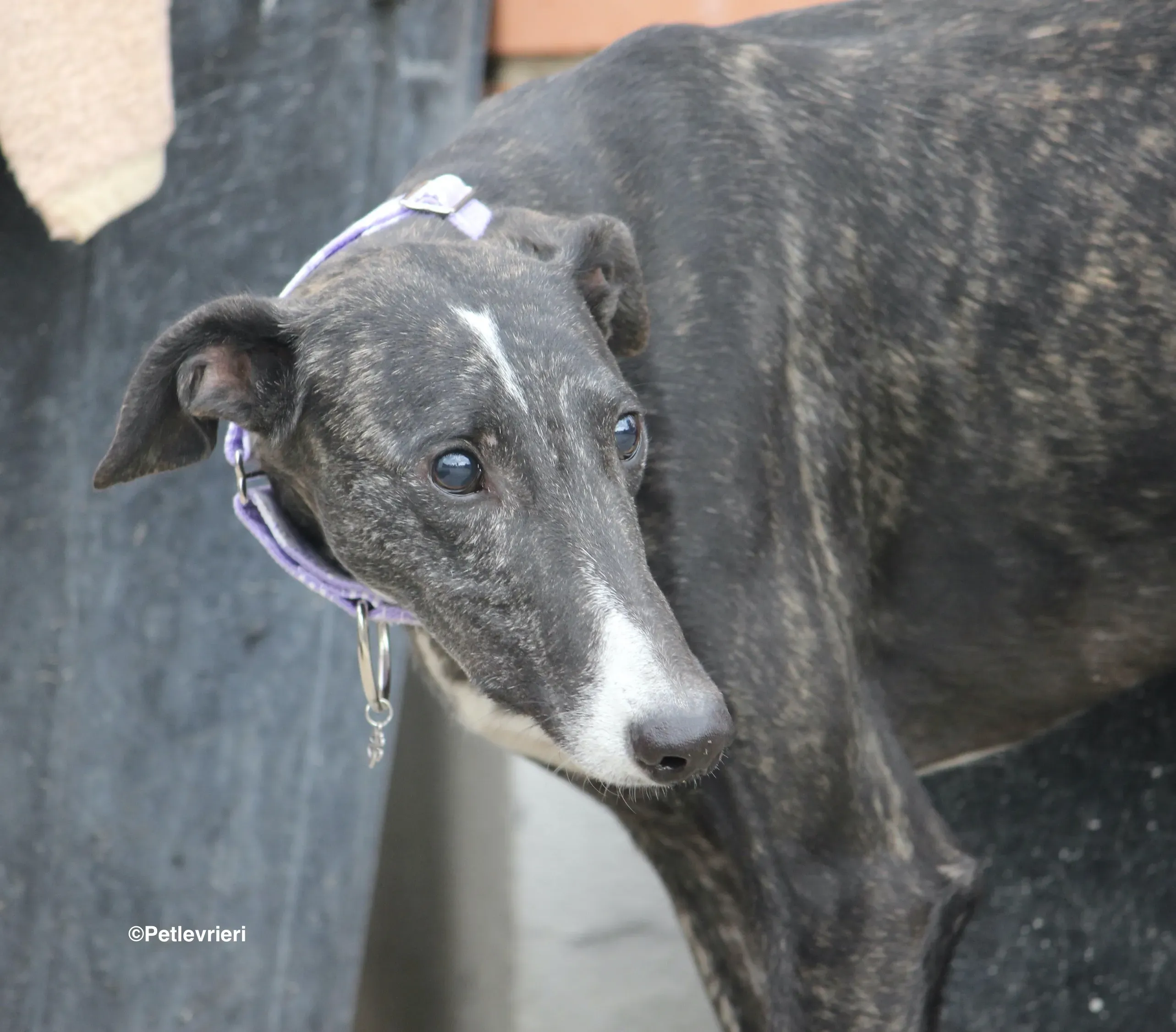 Stevie adozione levrieri galgo 12