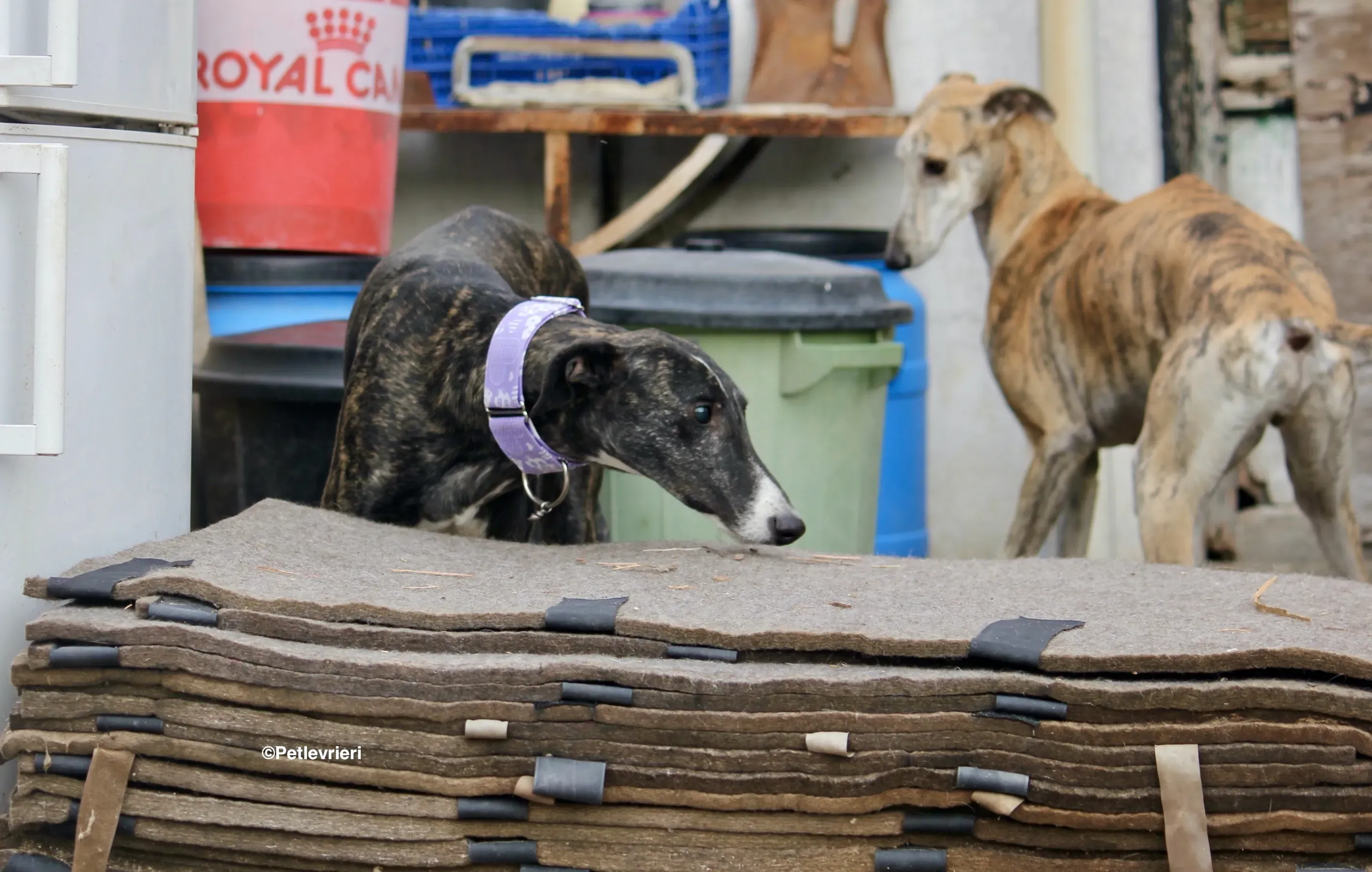 Stevie adozione levrieri galgo 13