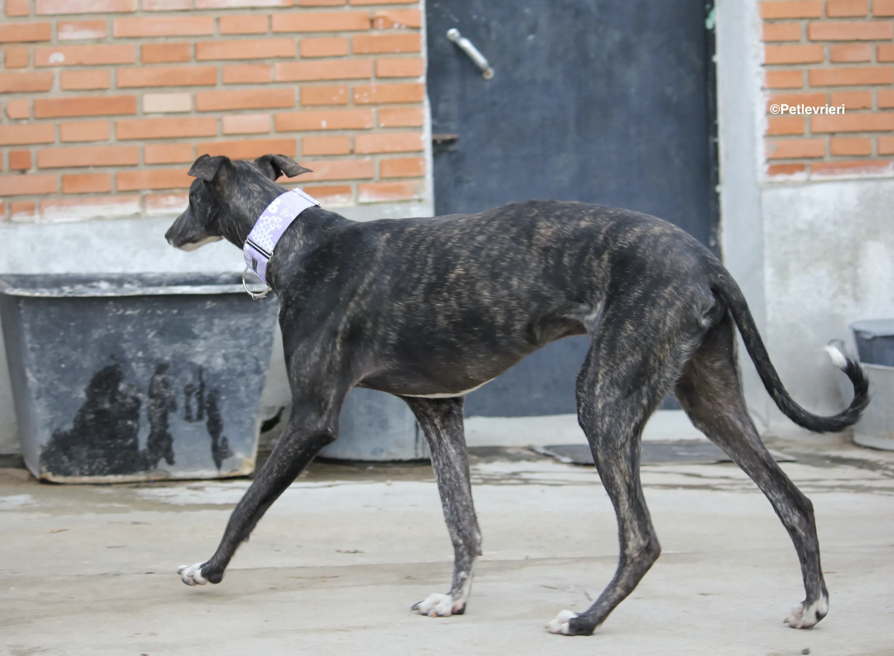 Stevie adozione levrieri galgo 15