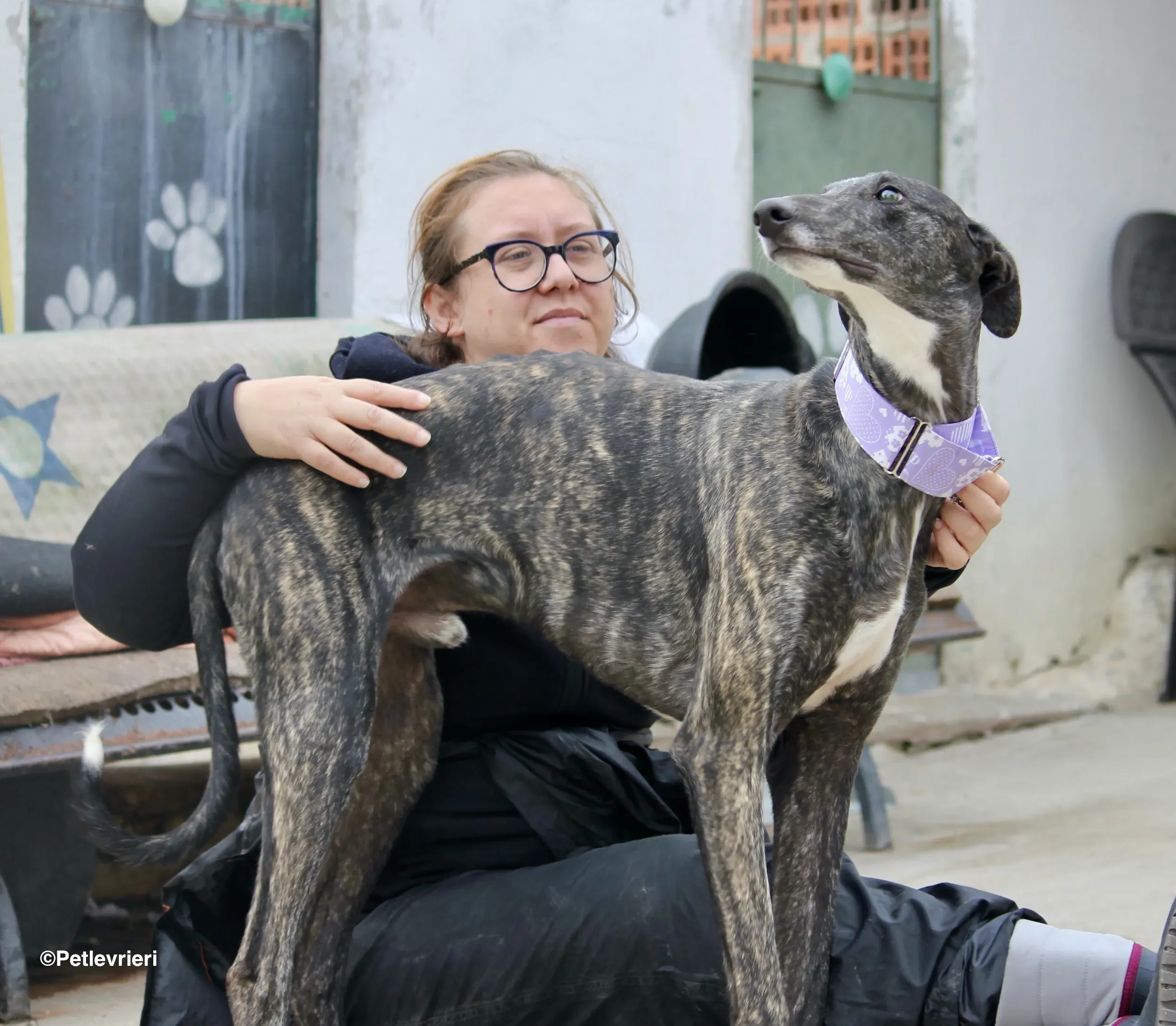 Stevie adozione levrieri galgo 16