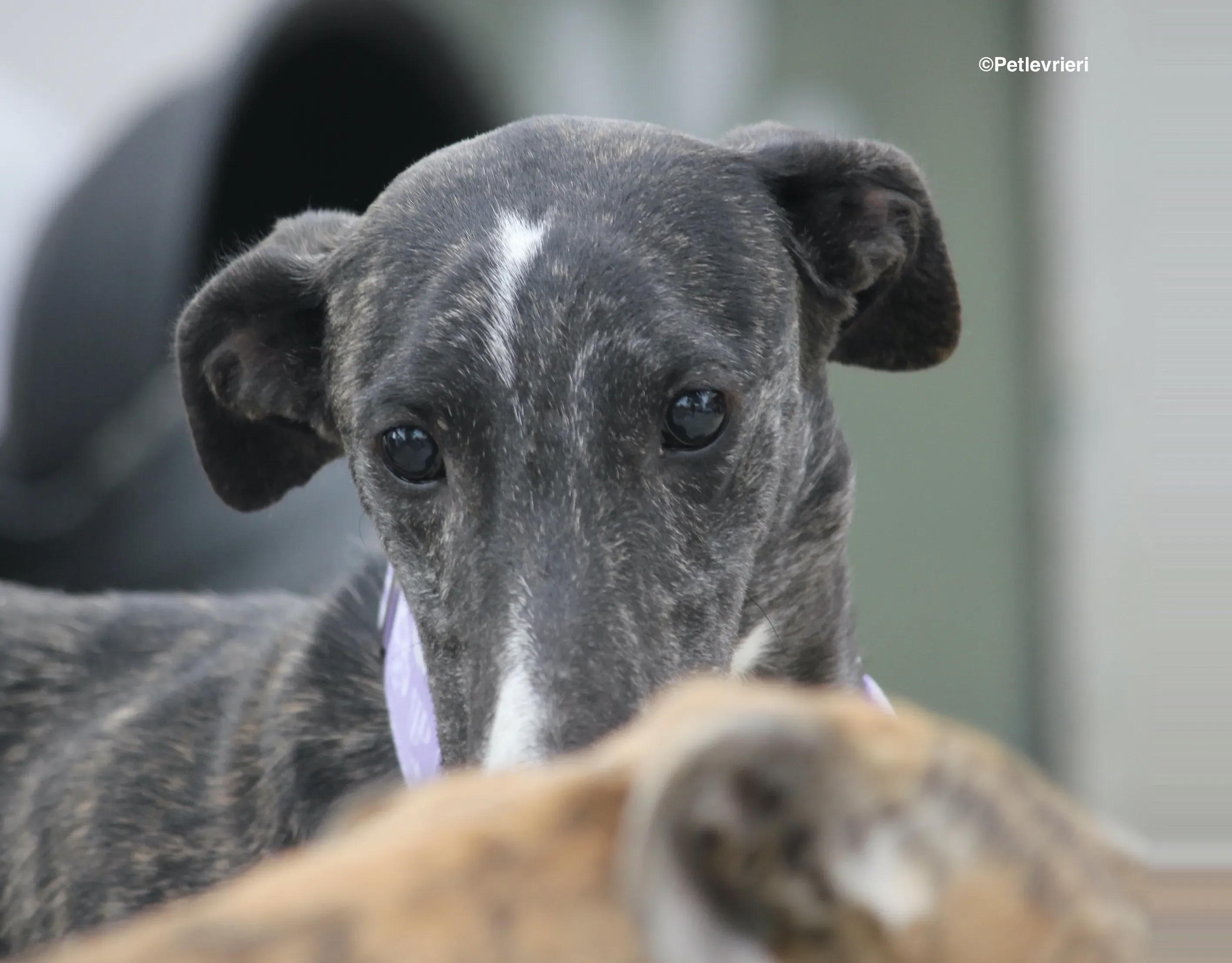 Stevie adozione levrieri galgo 17