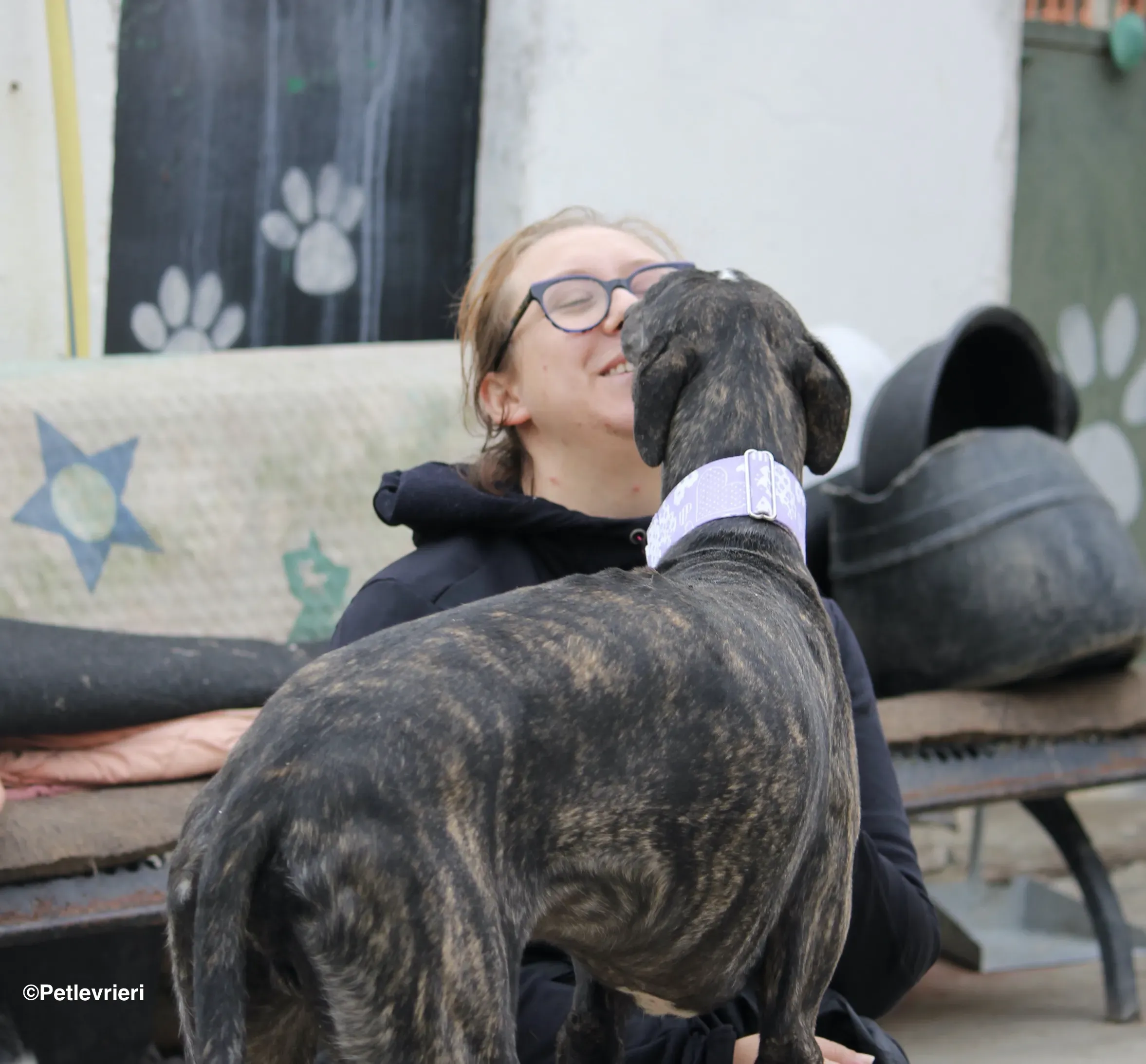 Stevie adozione levrieri galgo 18