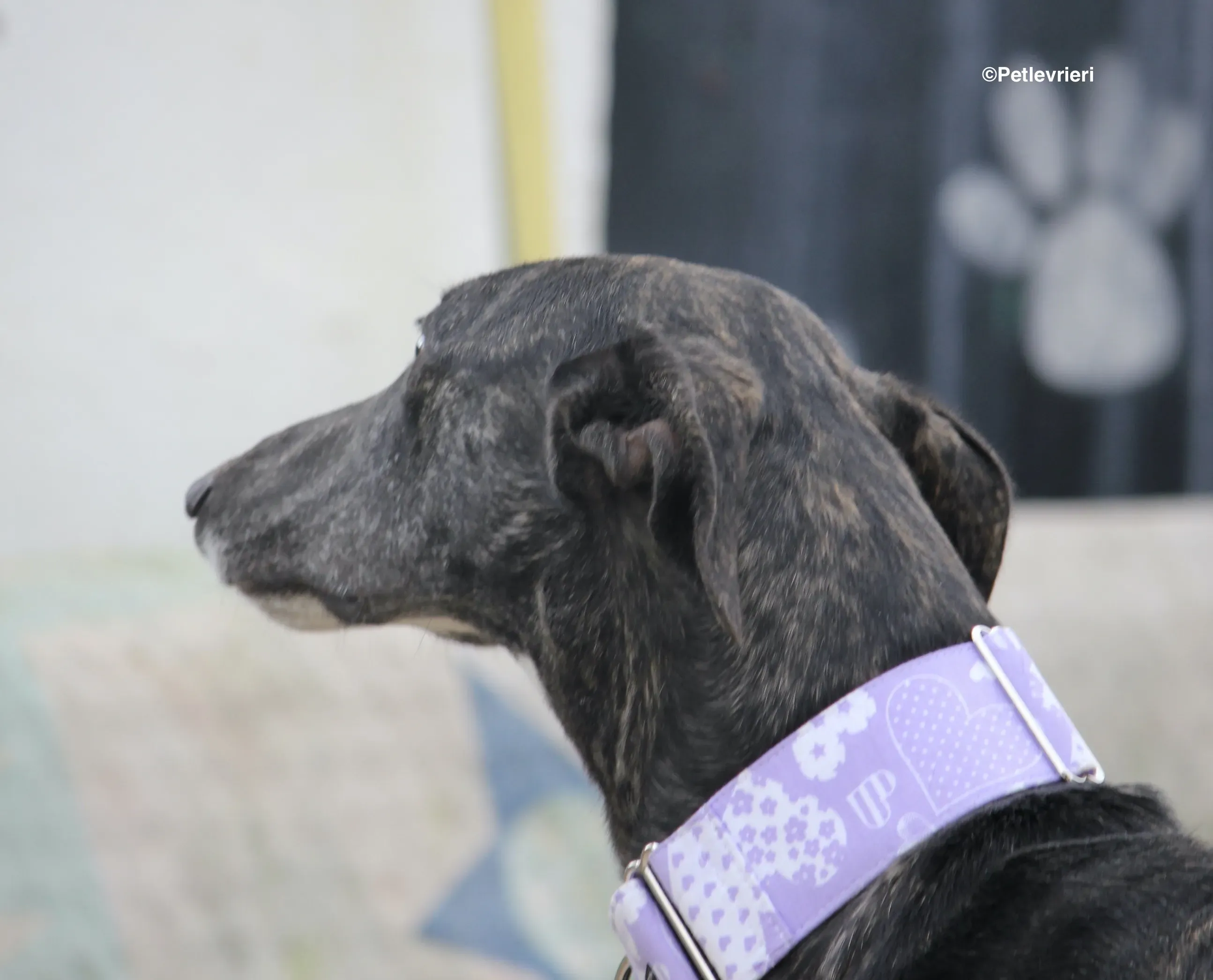 Stevie adozione levrieri galgo 19