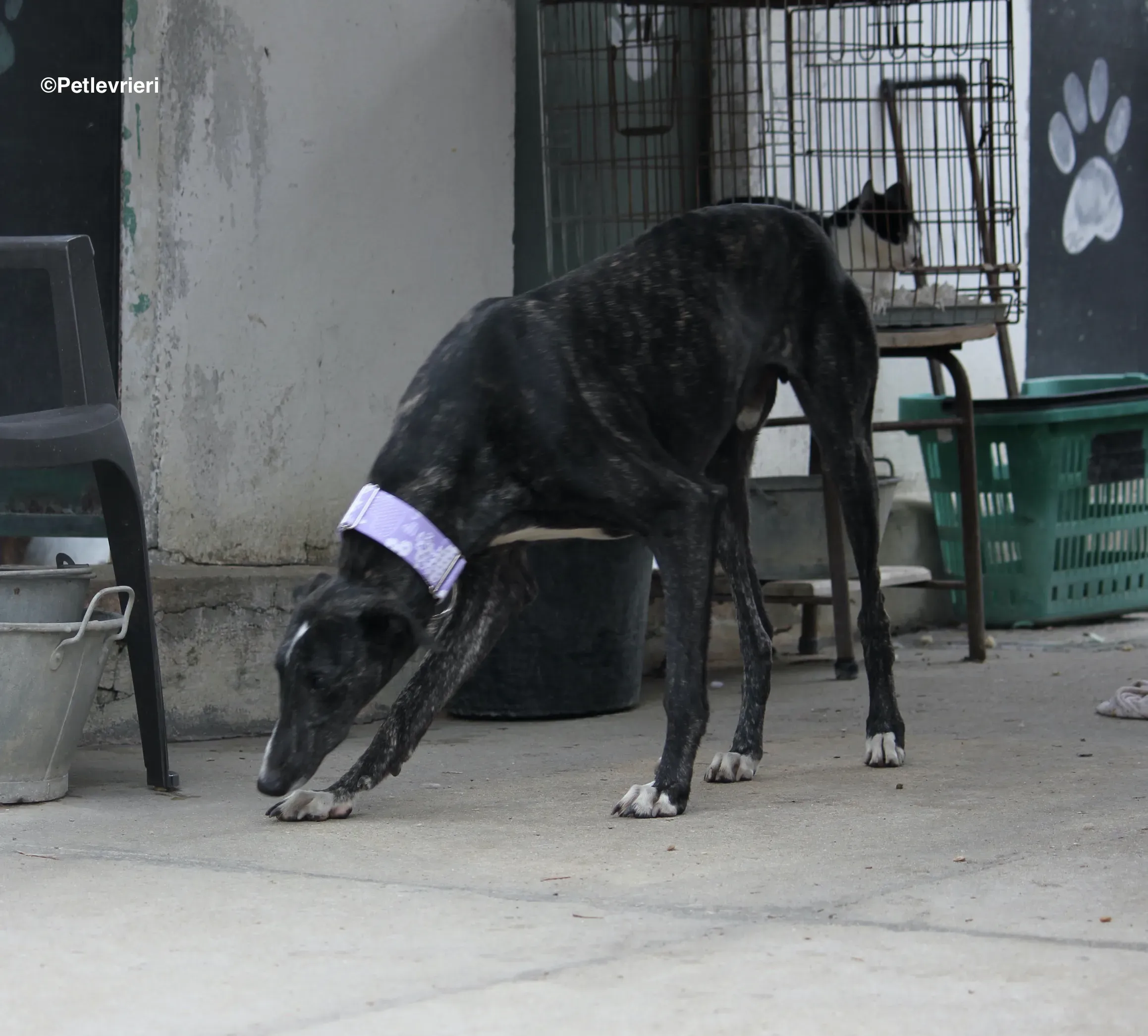 Stevie adozione levrieri galgo 20