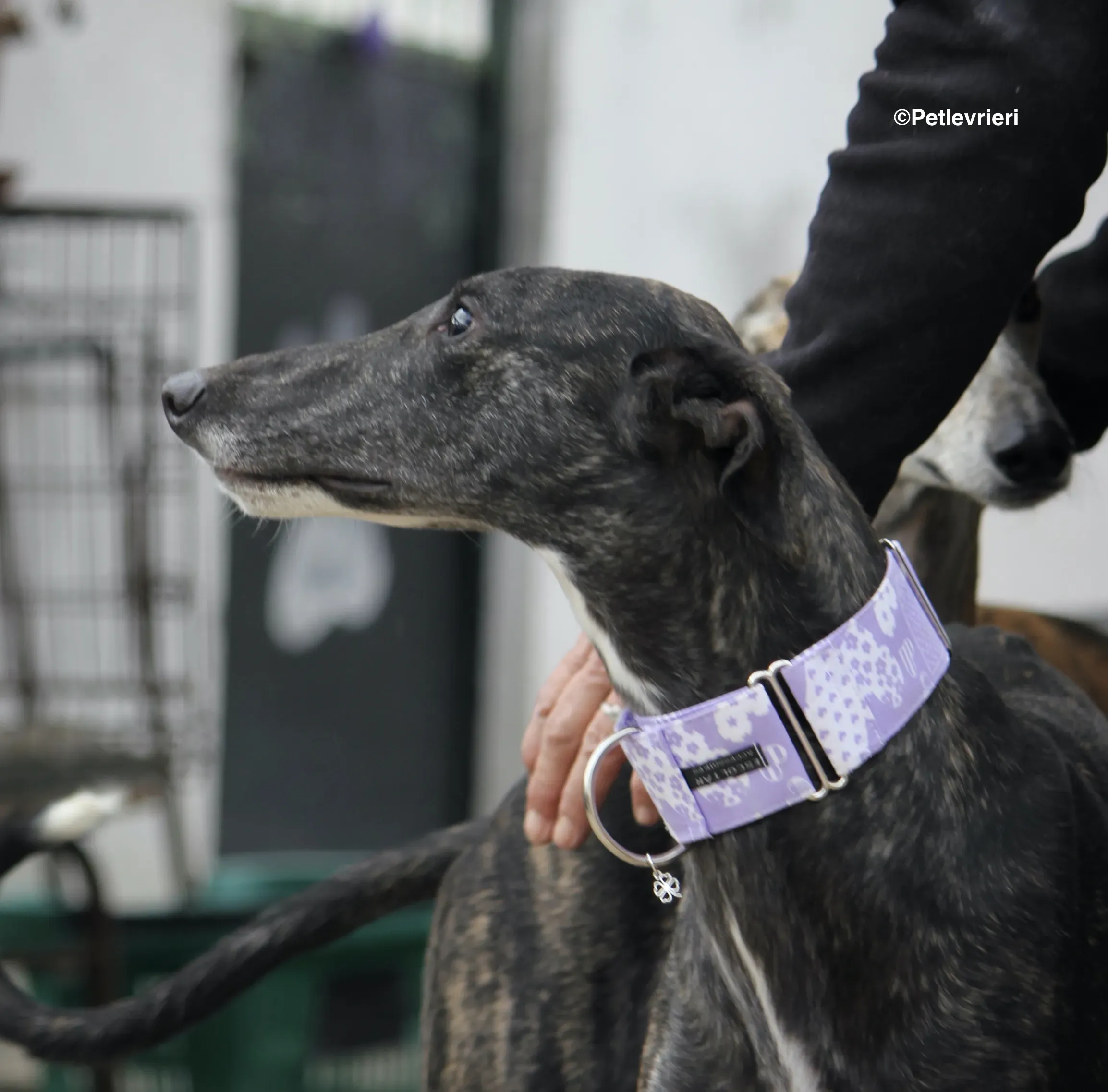 Stevie adozione levrieri galgo 21