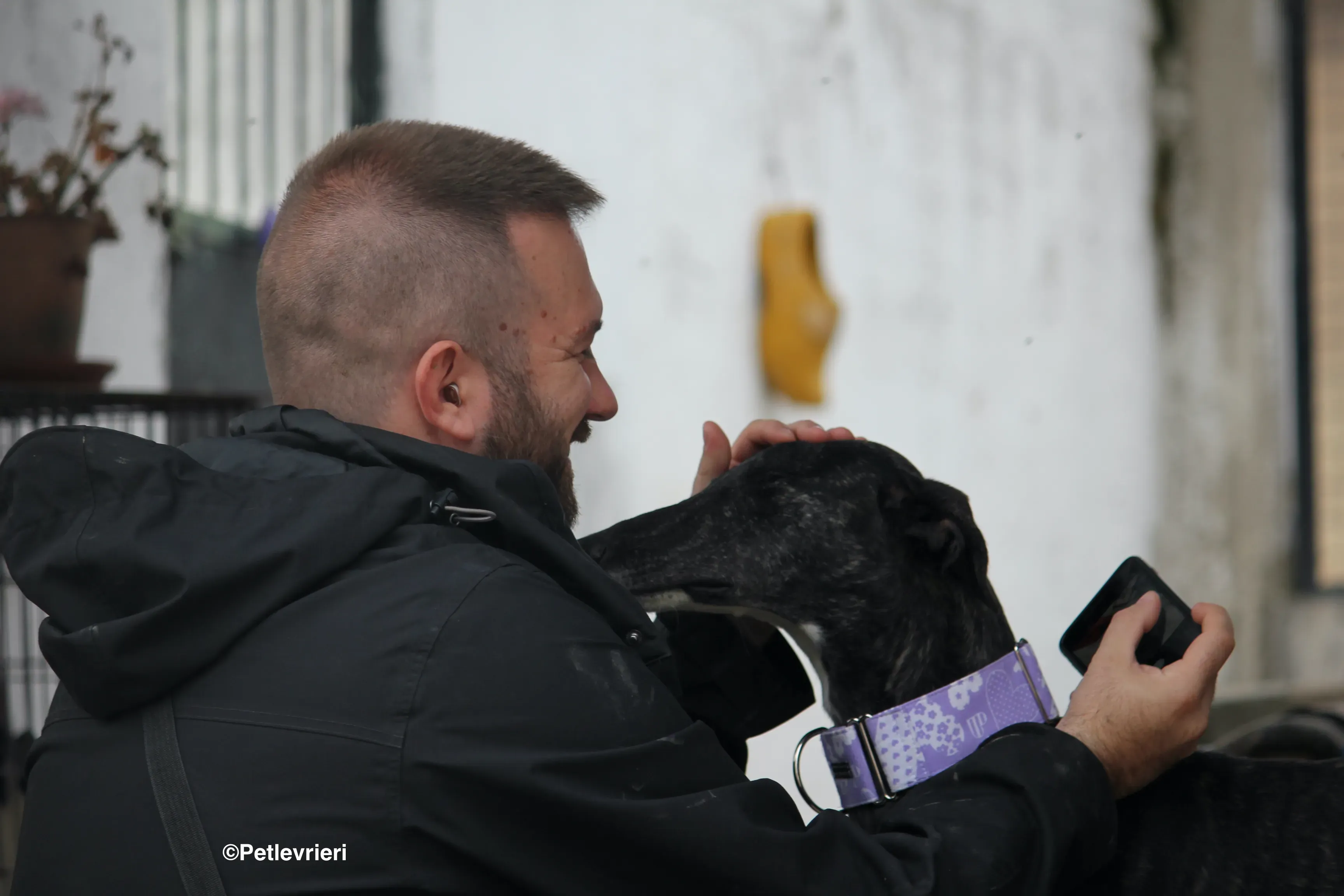 Stevie adozione levrieri galgo 22