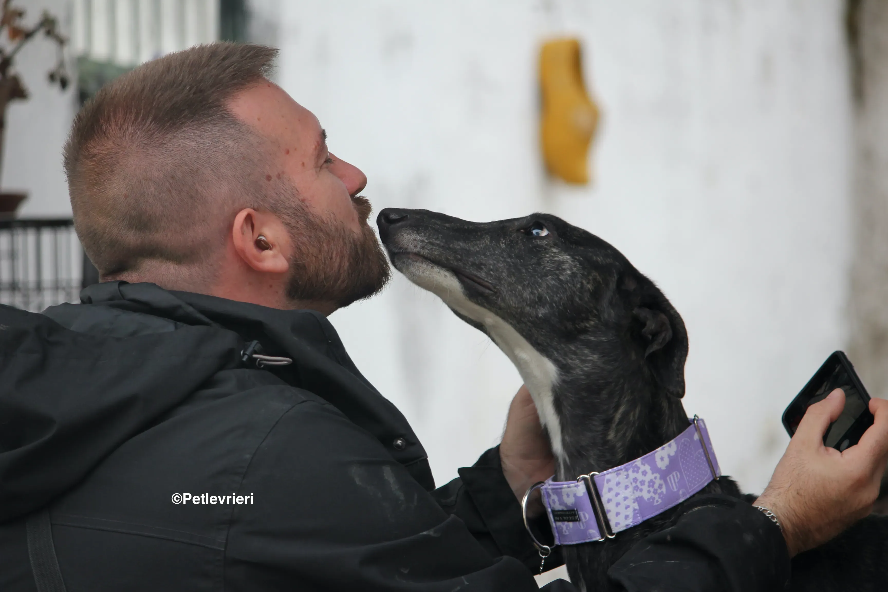 Stevie adozione levrieri galgo 23