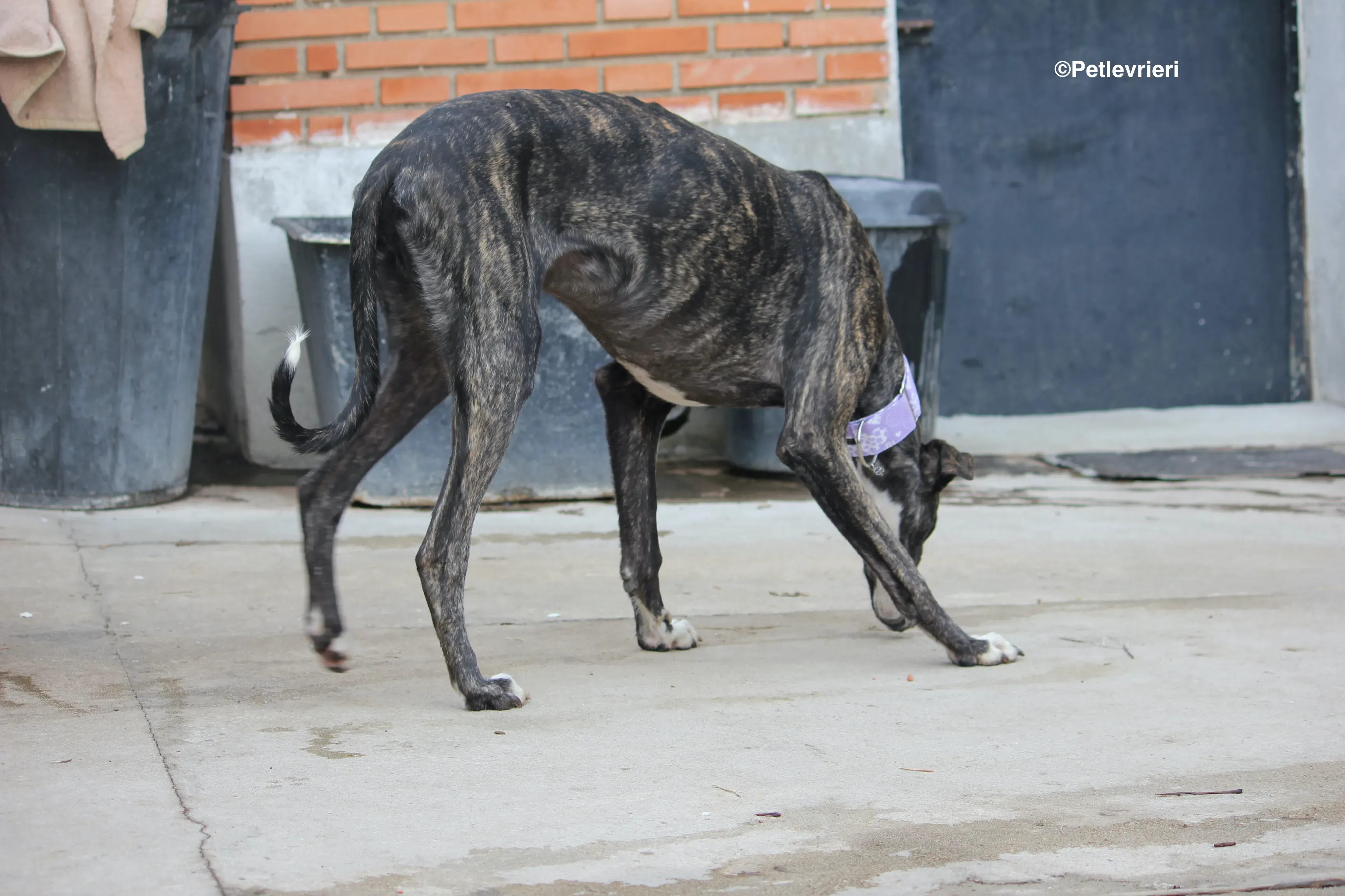 Stevie adozione levrieri galgo 24