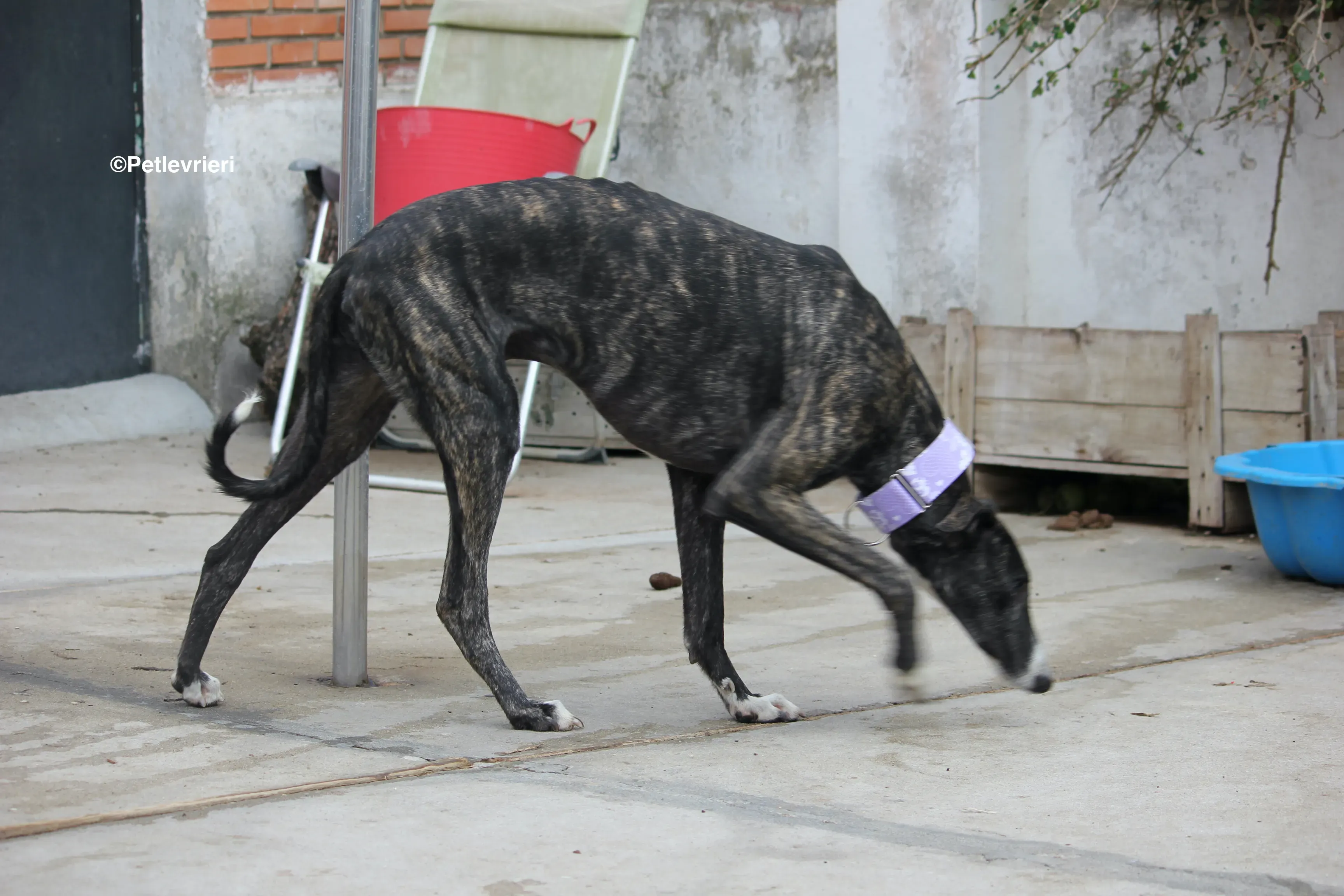 Stevie adozione levrieri galgo 25