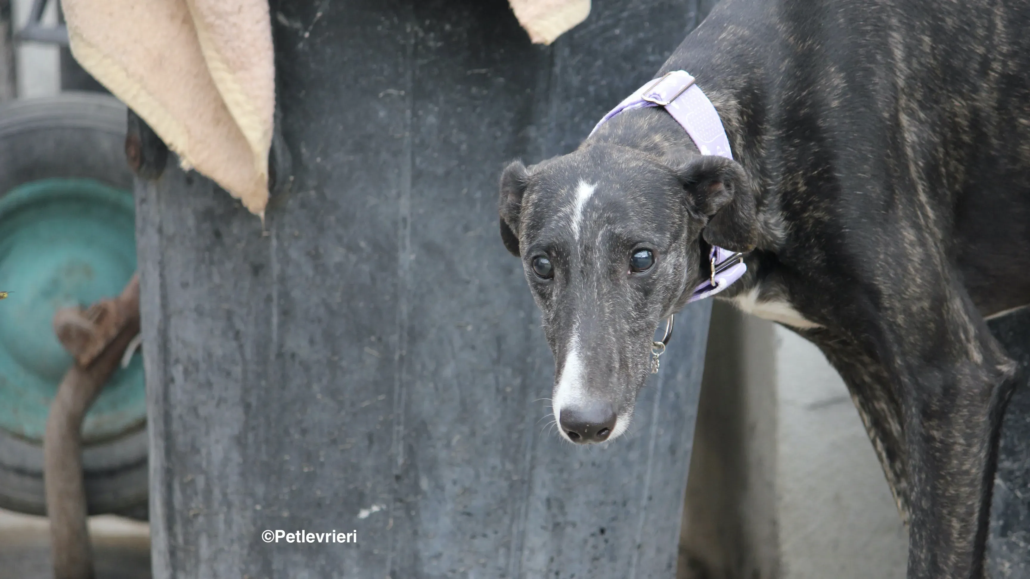 Stevie adozione levrieri galgo 26