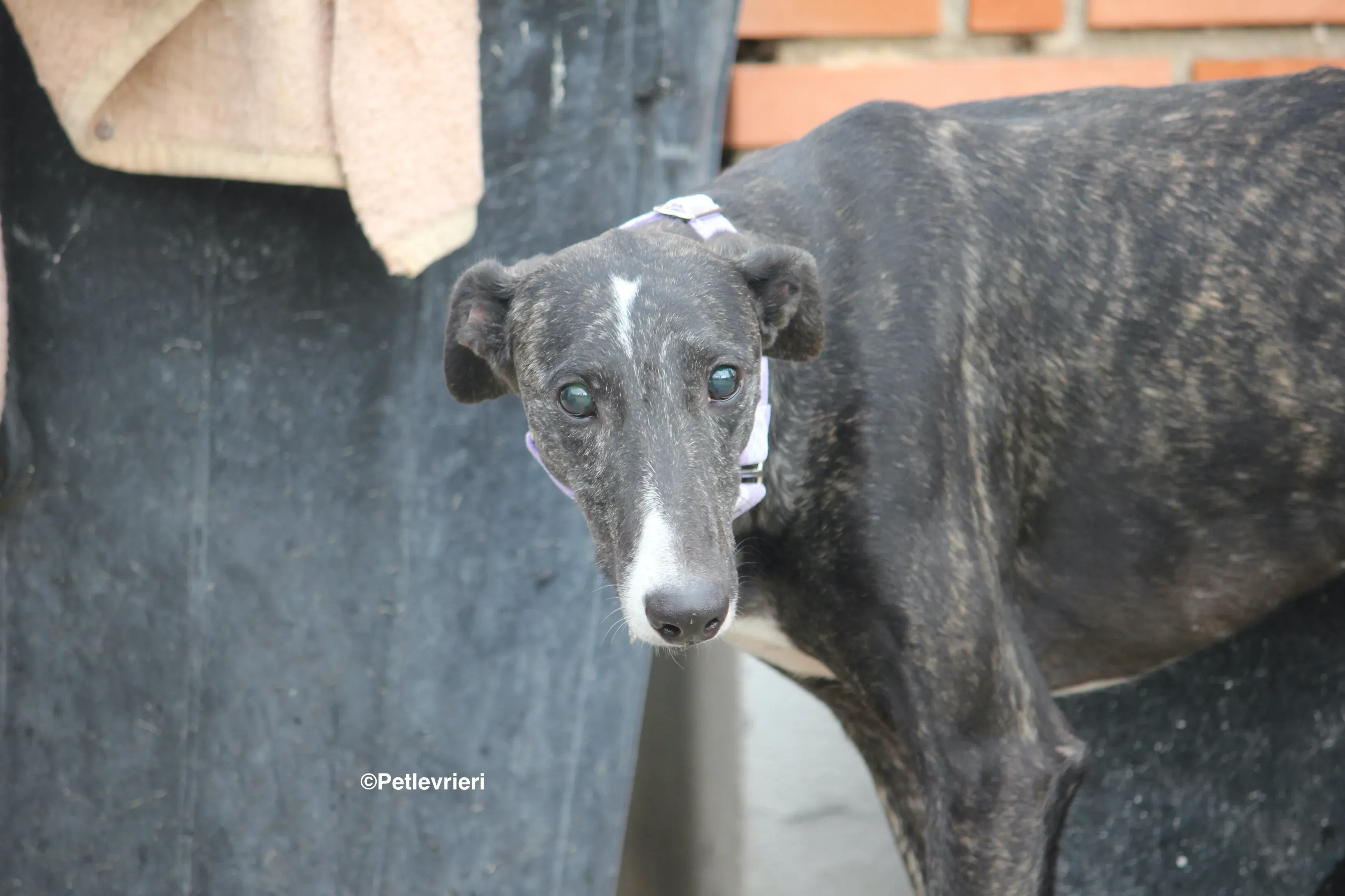 Stevie adozione levrieri galgo 27