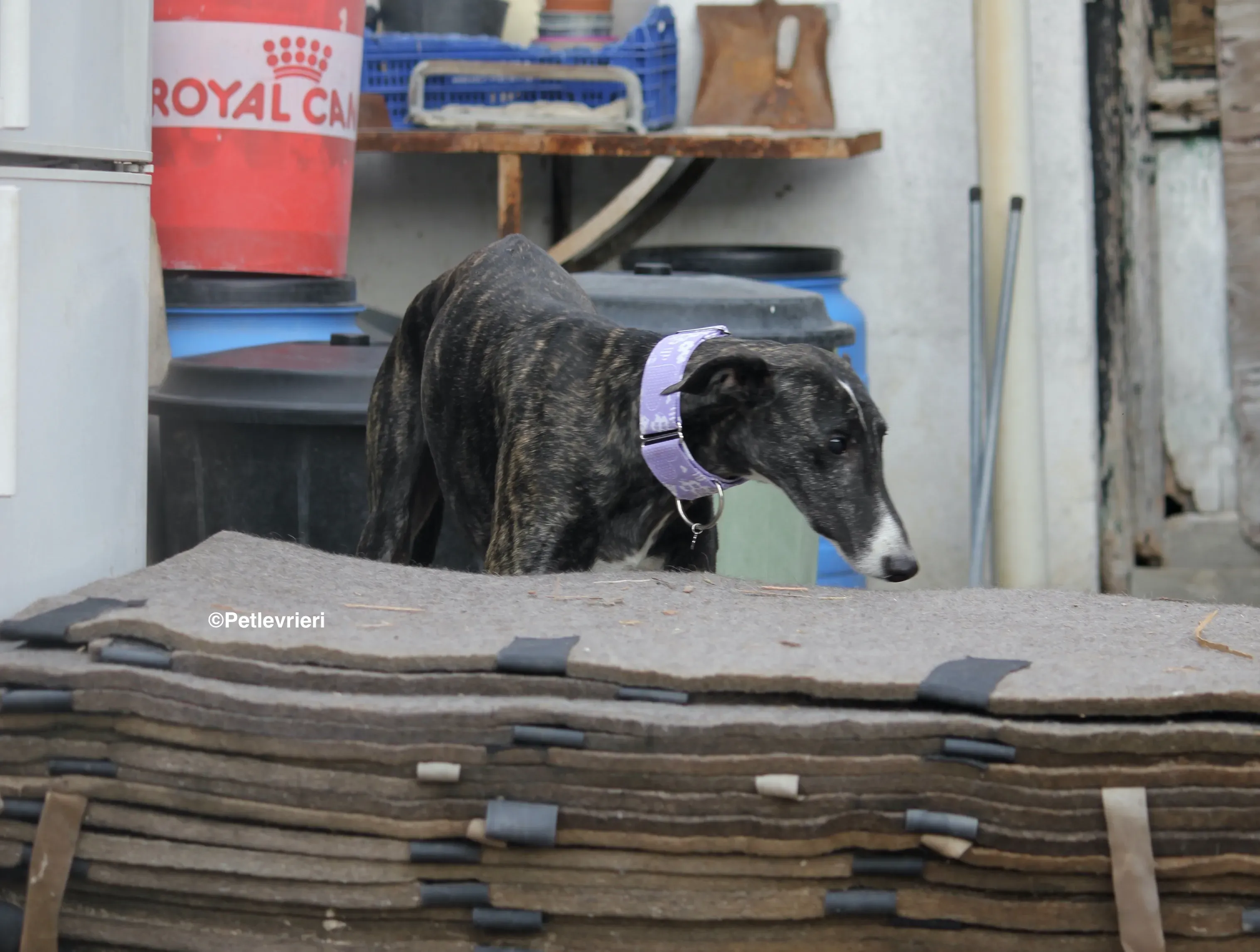 Stevie adozione levrieri galgo 28