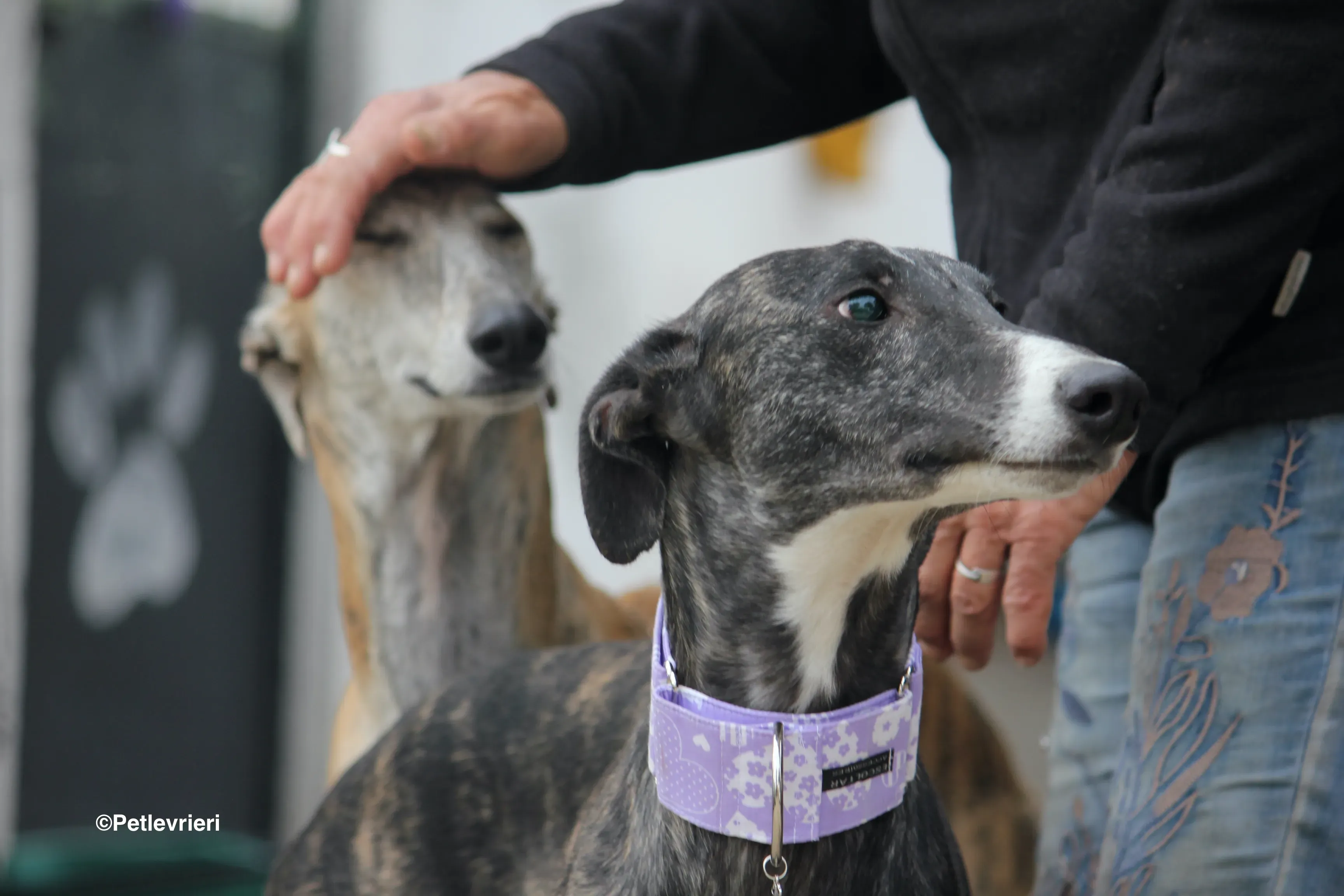 Stevie adozione levrieri galgo 29