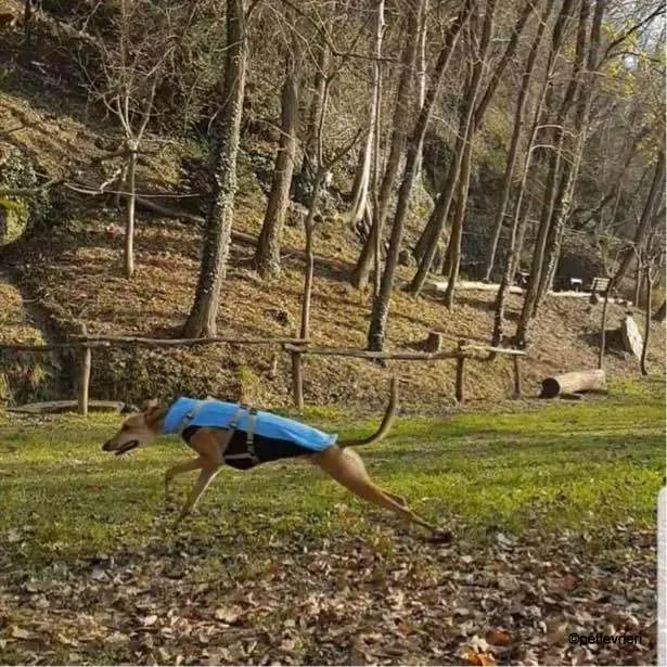 Stevie lurcher pet levrieri felici casa