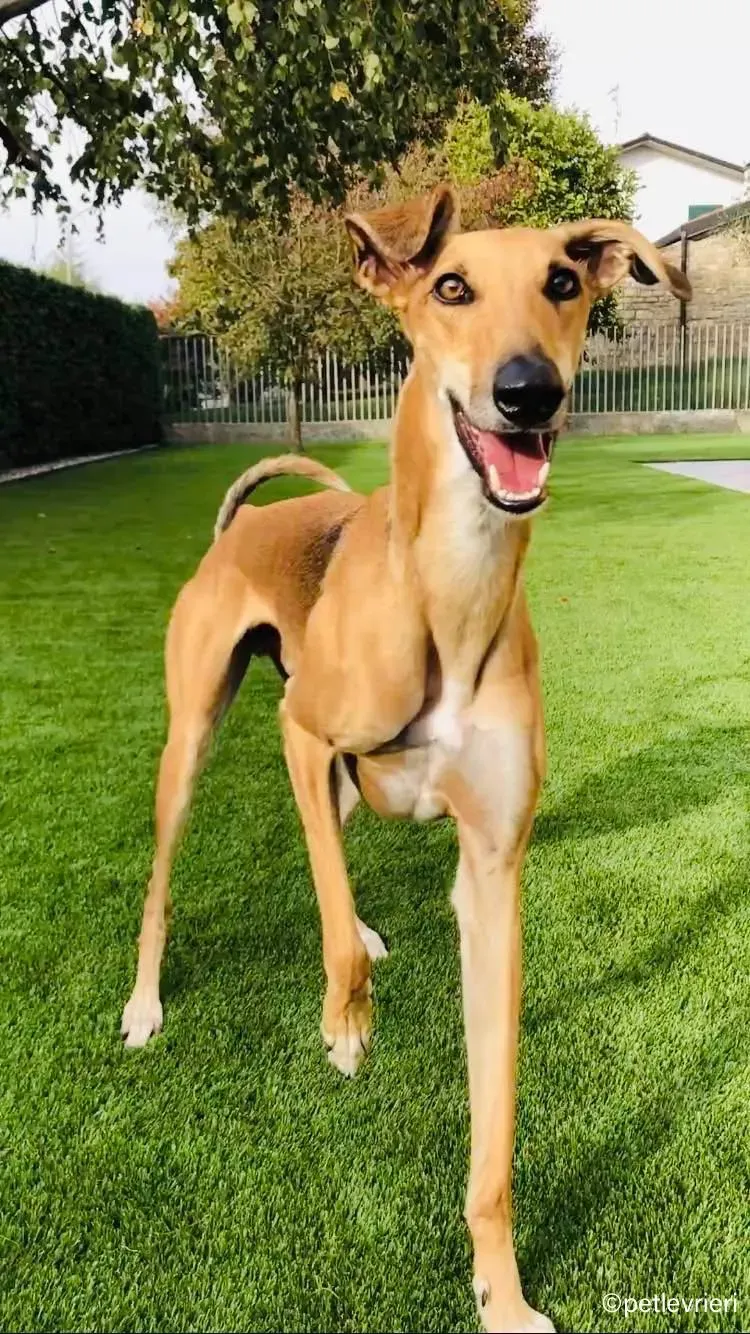 Stevie lurcher pet levrieri felici casa5