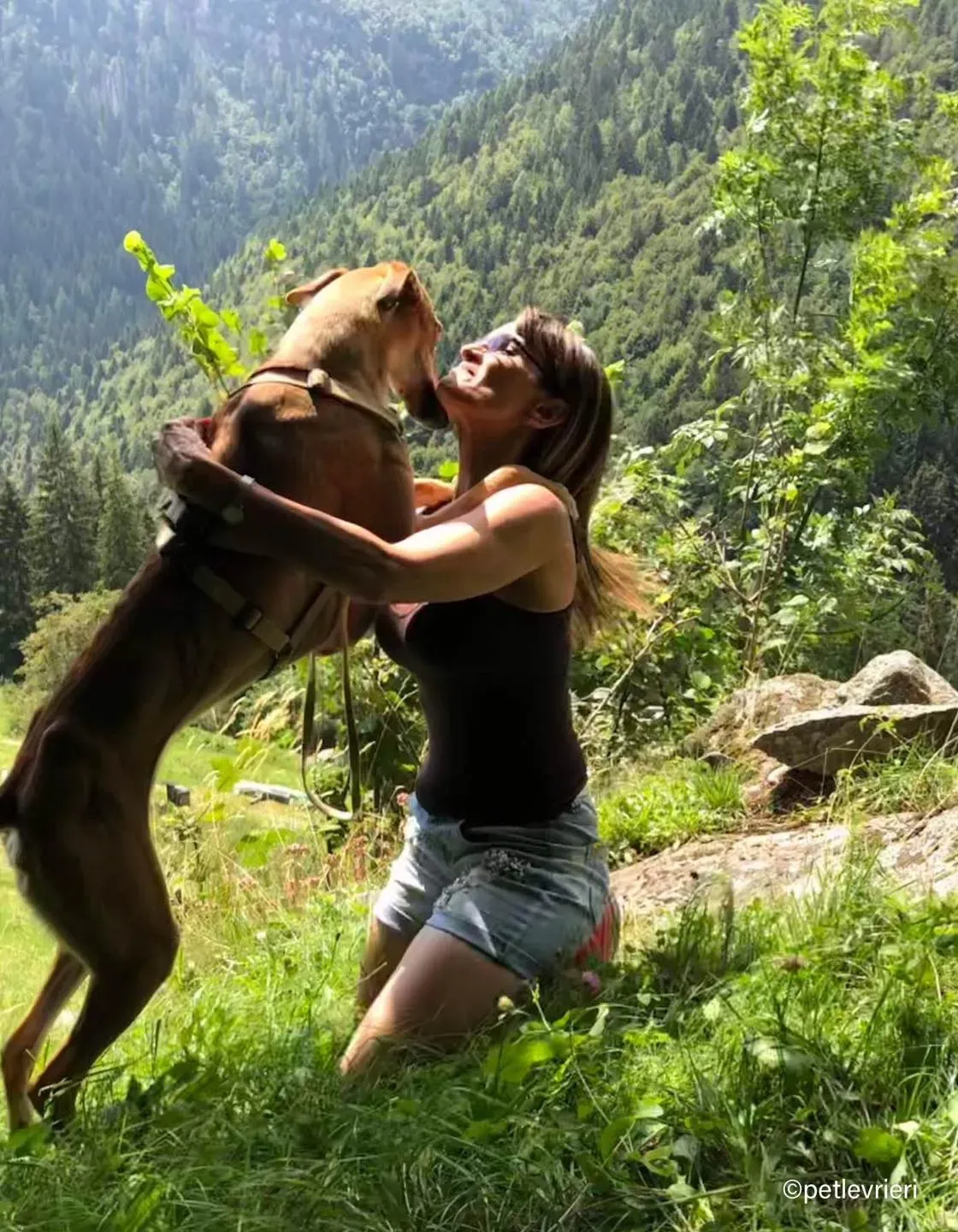 Stevie lurcher pet levrieri felici casa6