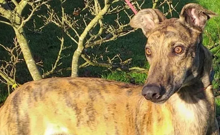 Stormy adozione levrieri greyhound 1 1 e1575472204435