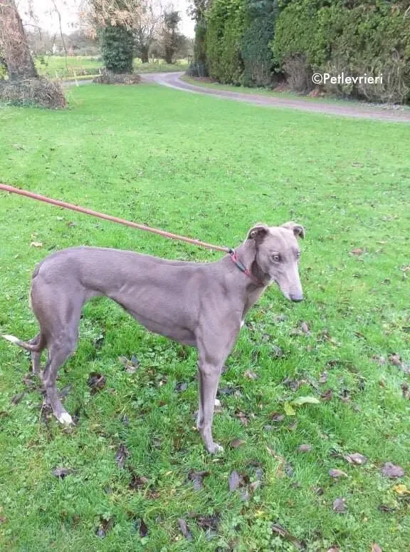 Stormy adozione levrieri greyhound 1