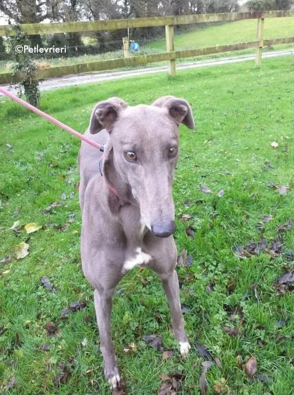 Stormy adozione levrieri greyhound 2
