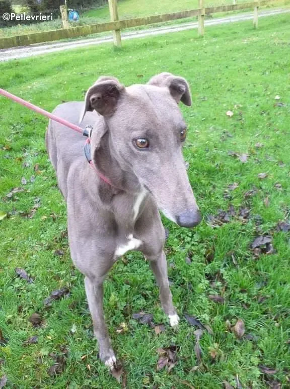Stormy adozione levrieri greyhound 3