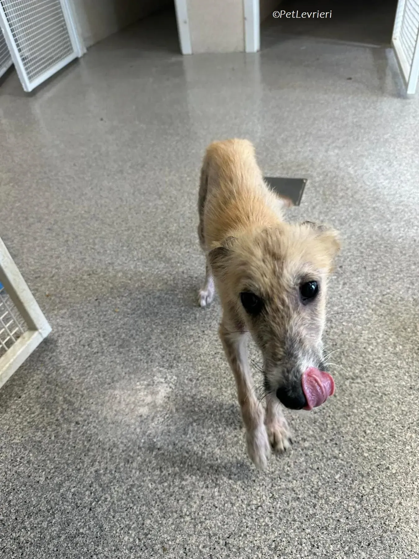 Stuard adozione levrieri greyhound 1