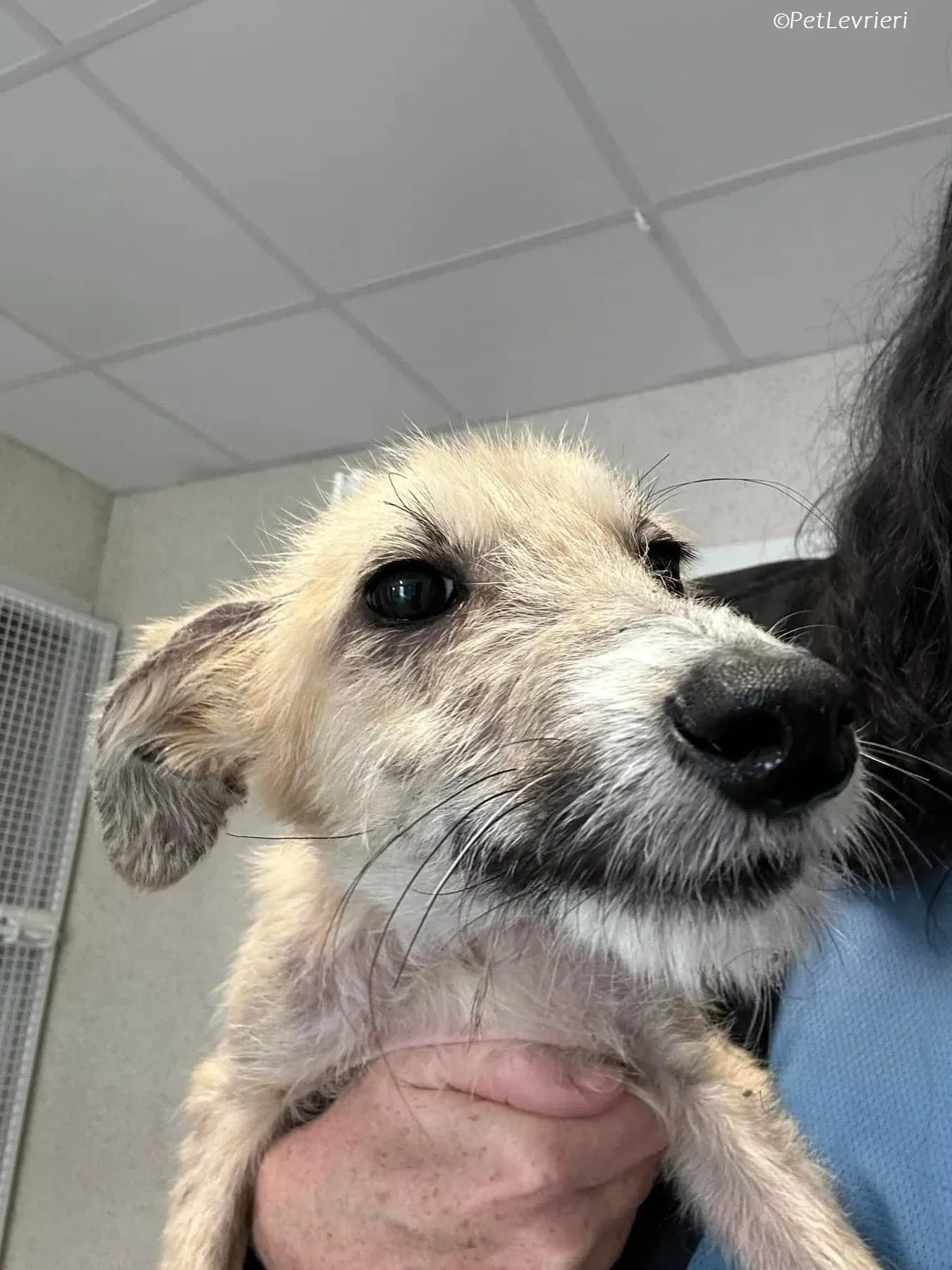 Stuard adozione levrieri greyhound 10