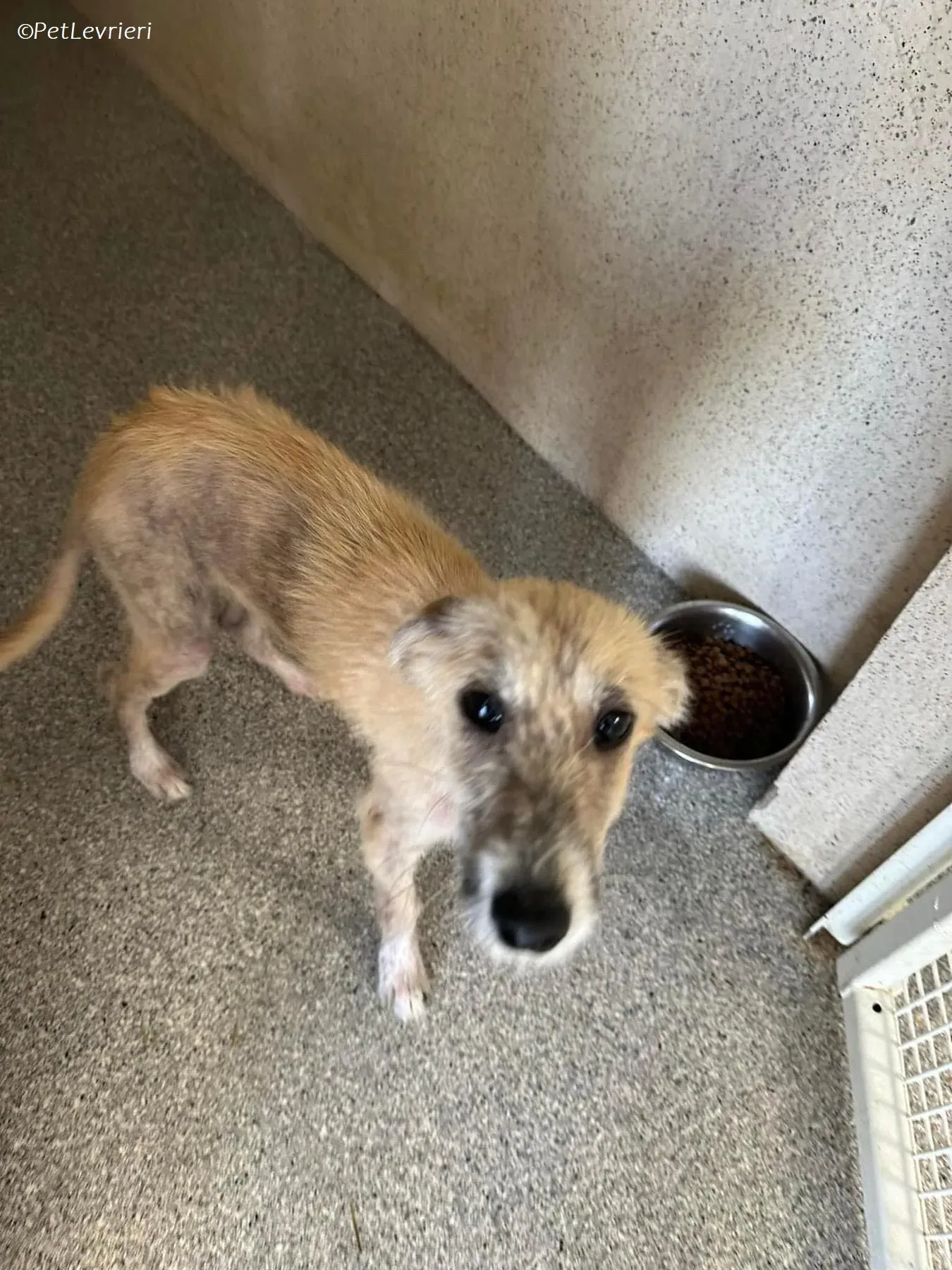 Stuard adozione levrieri greyhound 11