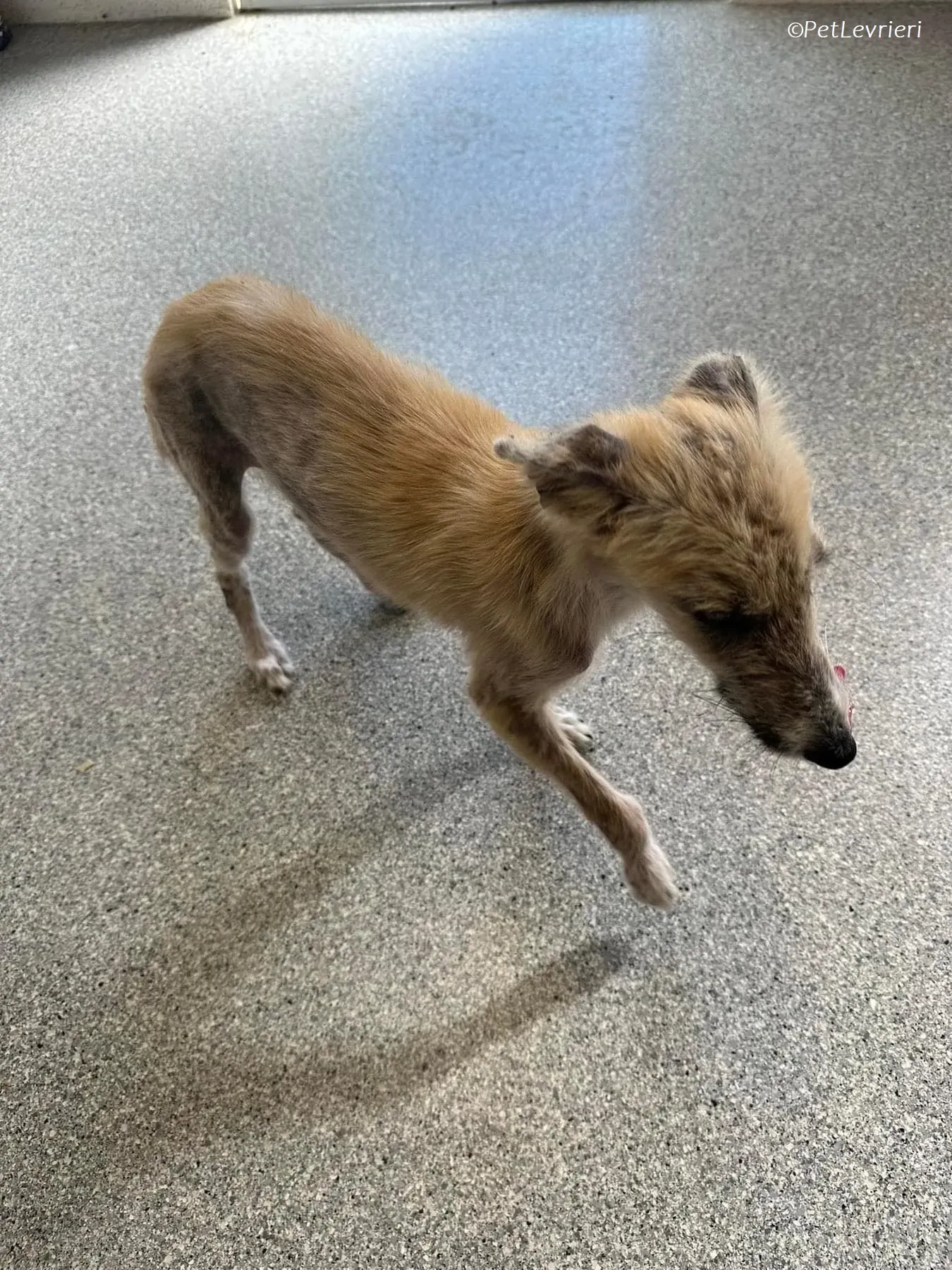 Stuard adozione levrieri greyhound 2