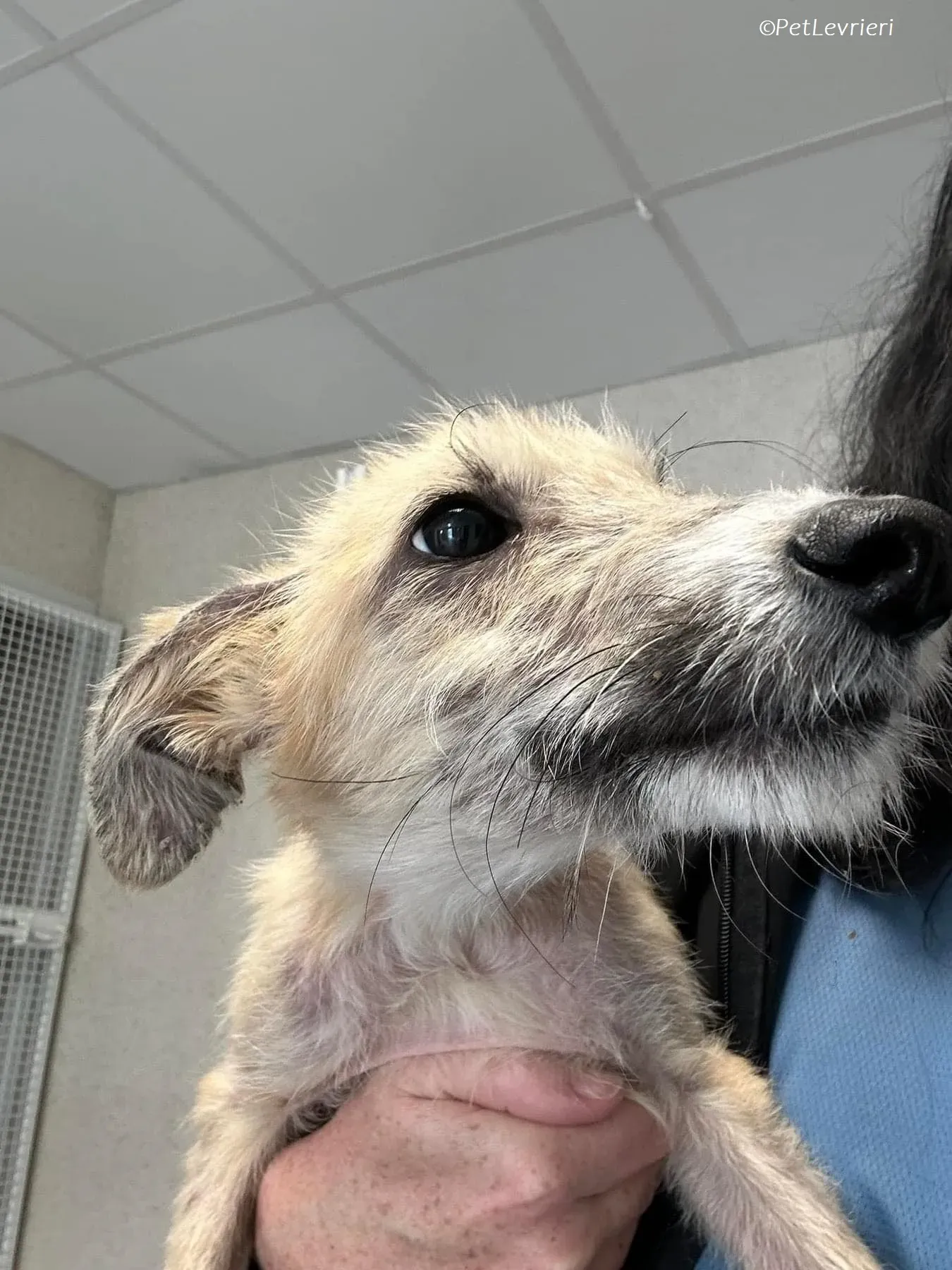 Stuard adozione levrieri greyhound 3