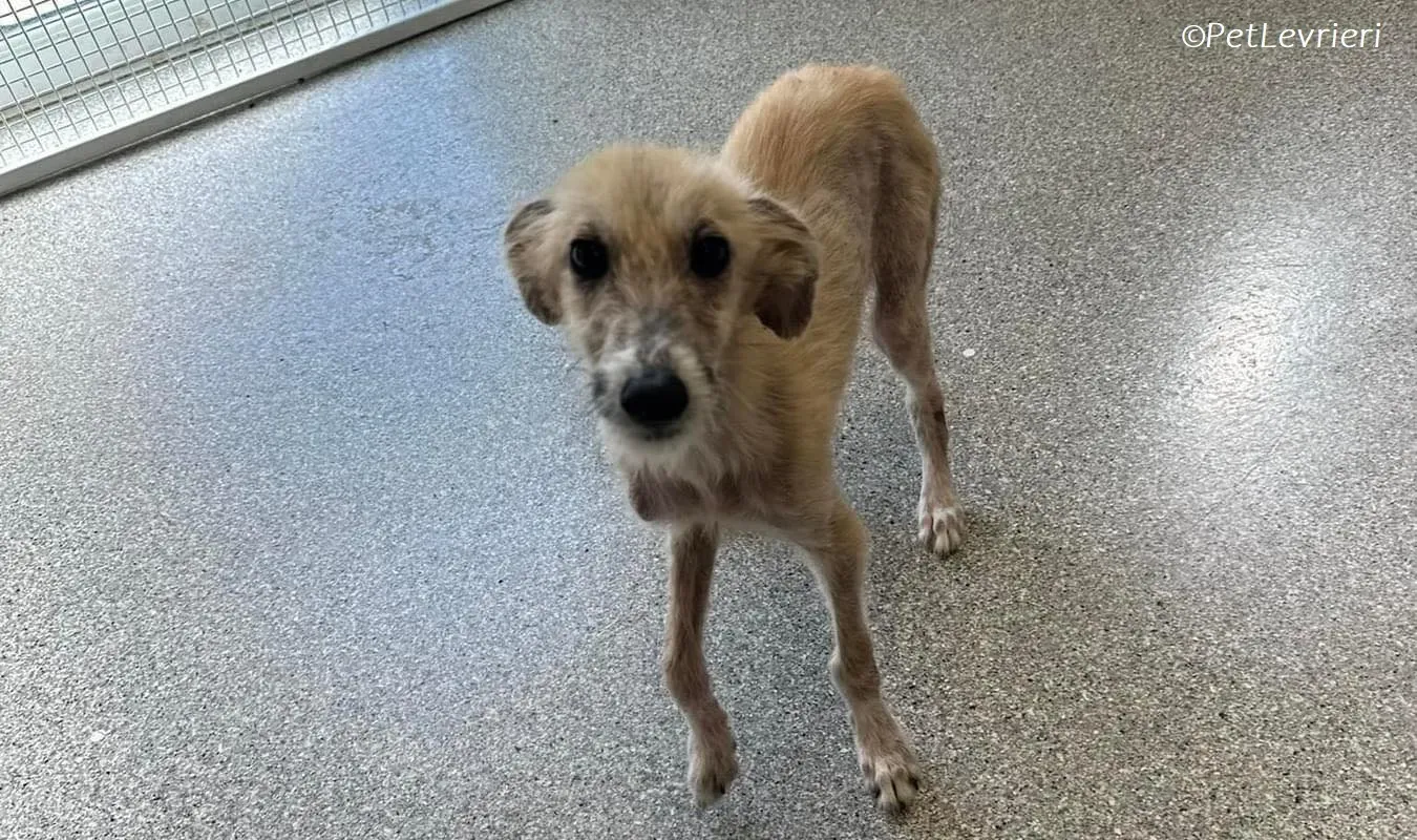 Stuard adozione levrieri greyhound 5