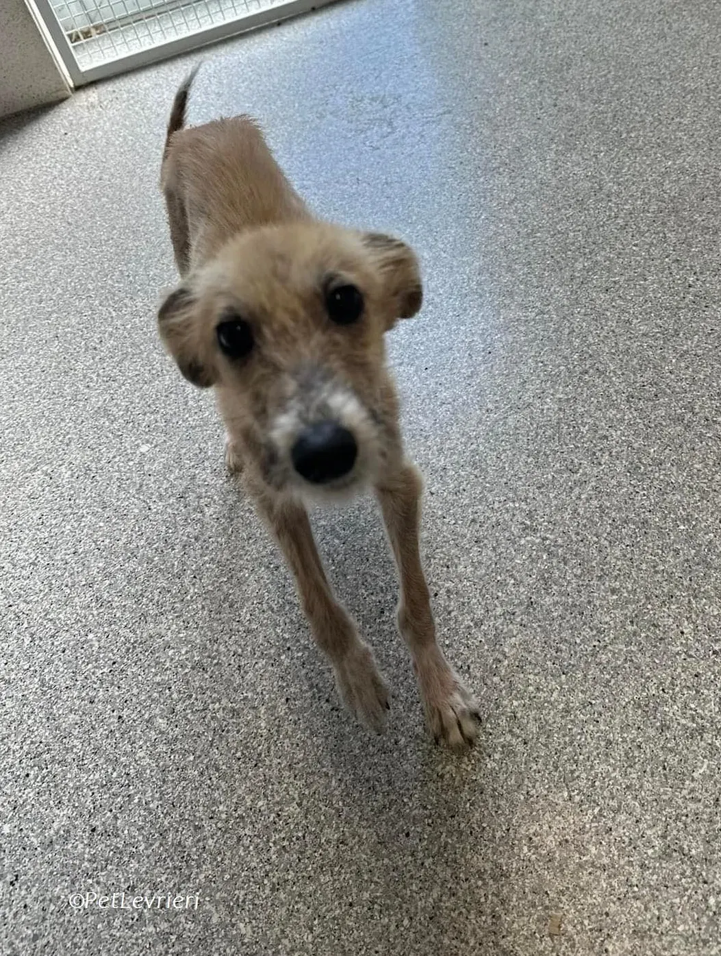 Stuard adozione levrieri greyhound 6