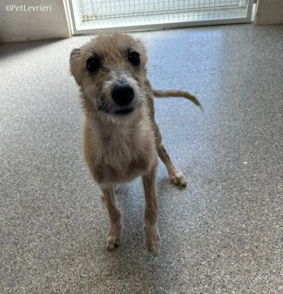 Stuard adozione levrieri greyhound 7