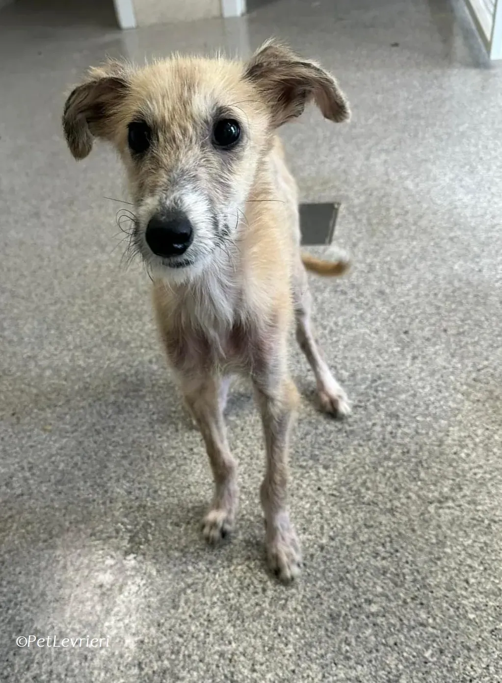 Stuard adozione levrieri greyhound 8