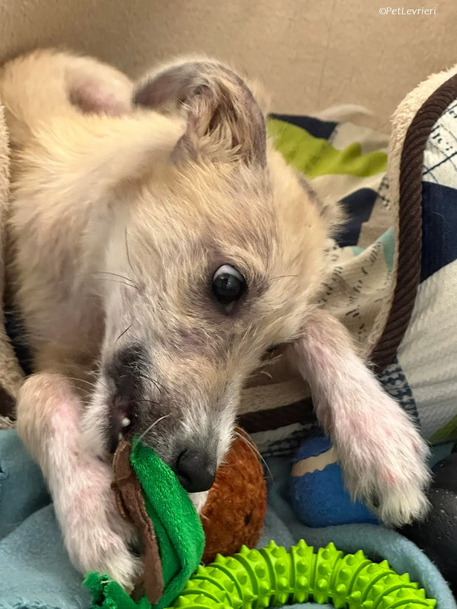 Stuart adozione levrieri greyhound 1