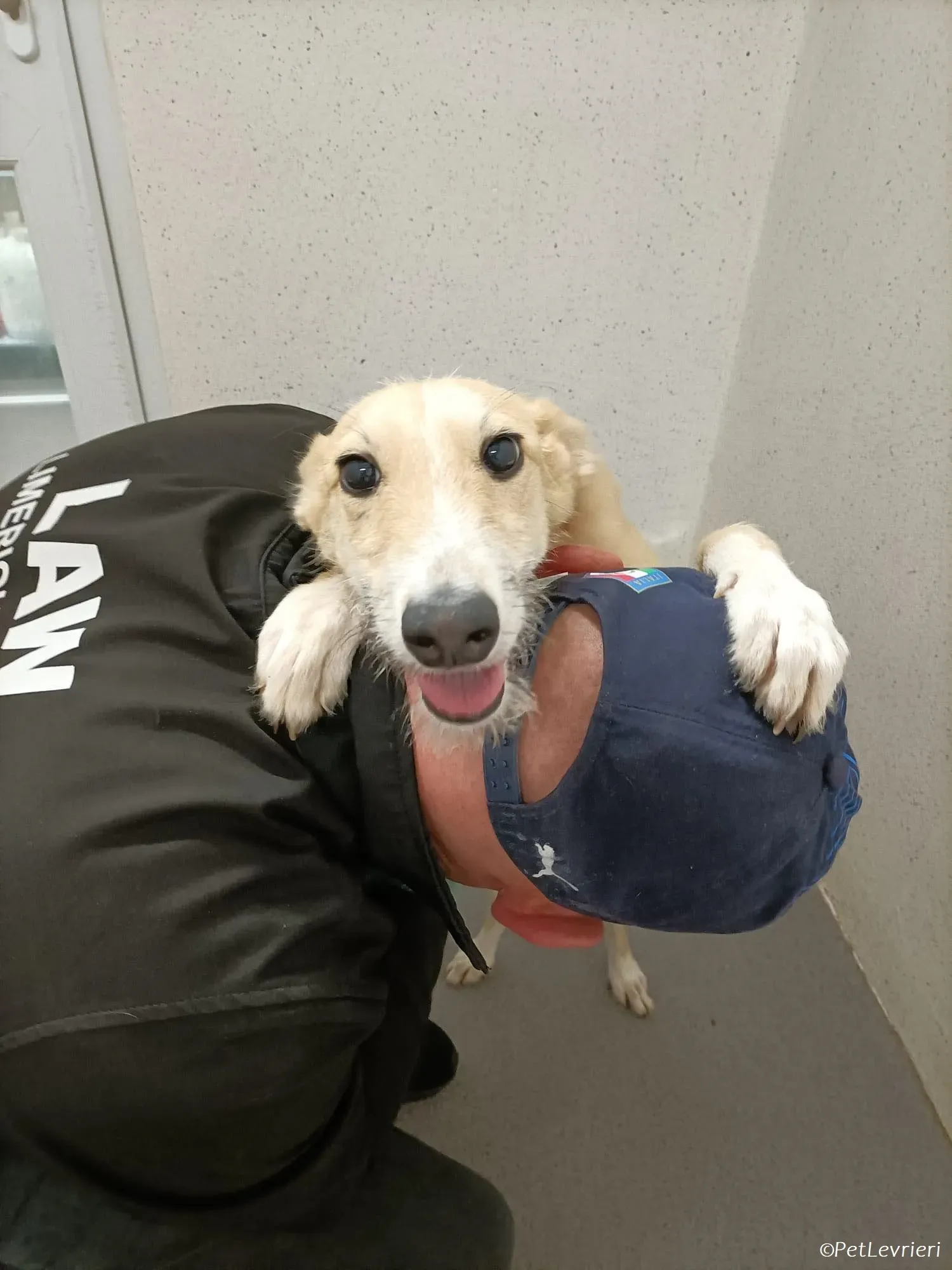 Stuart adozione levrieri greyhound 10