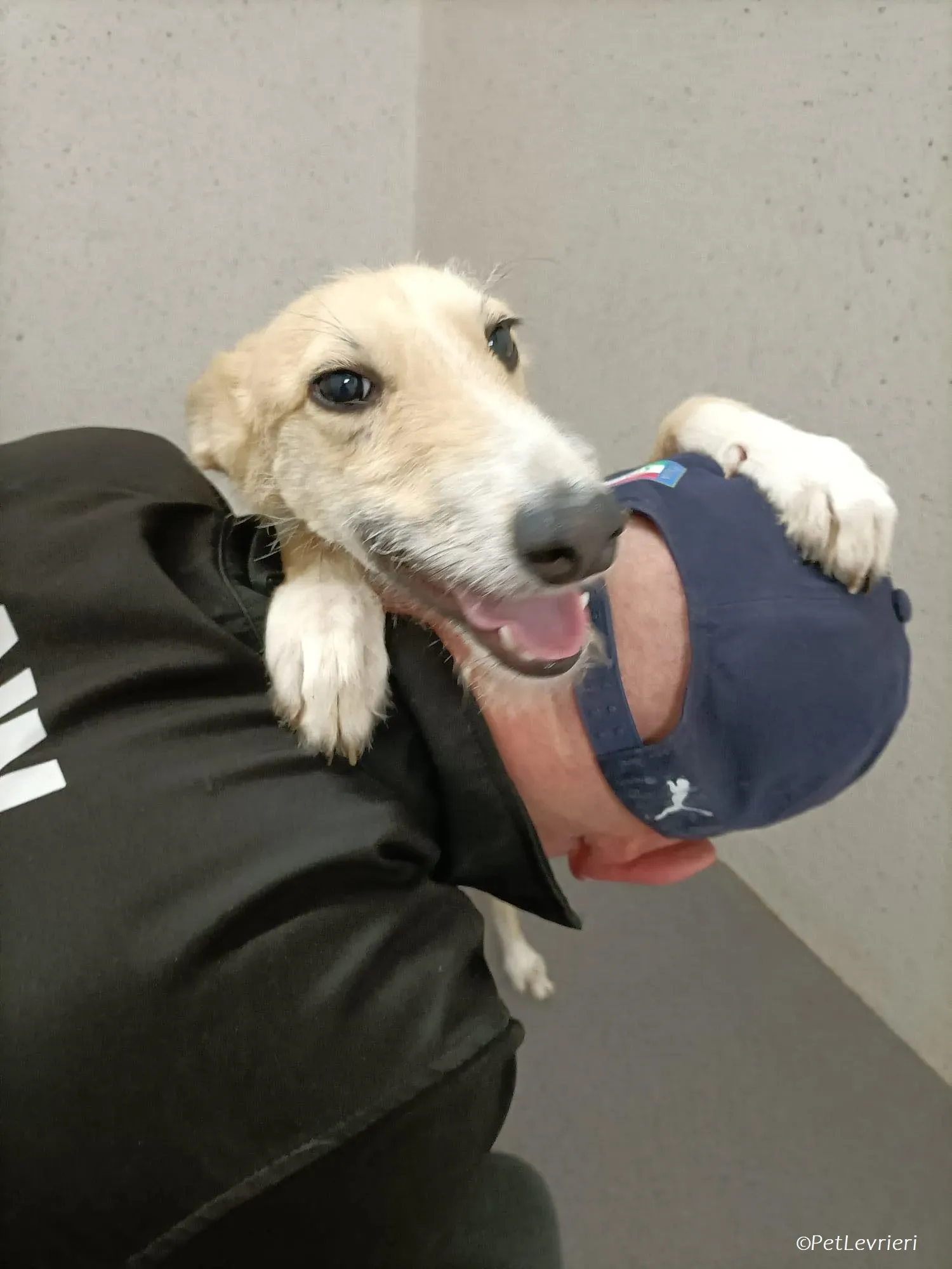 Stuart adozione levrieri greyhound 11