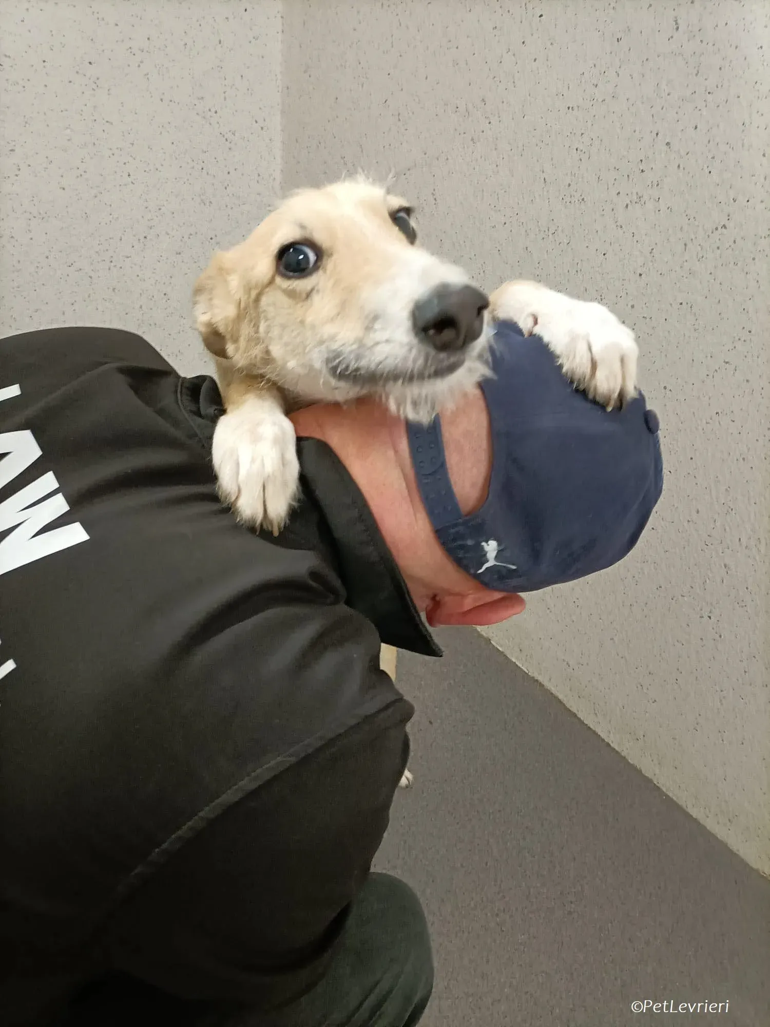 Stuart adozione levrieri greyhound 12