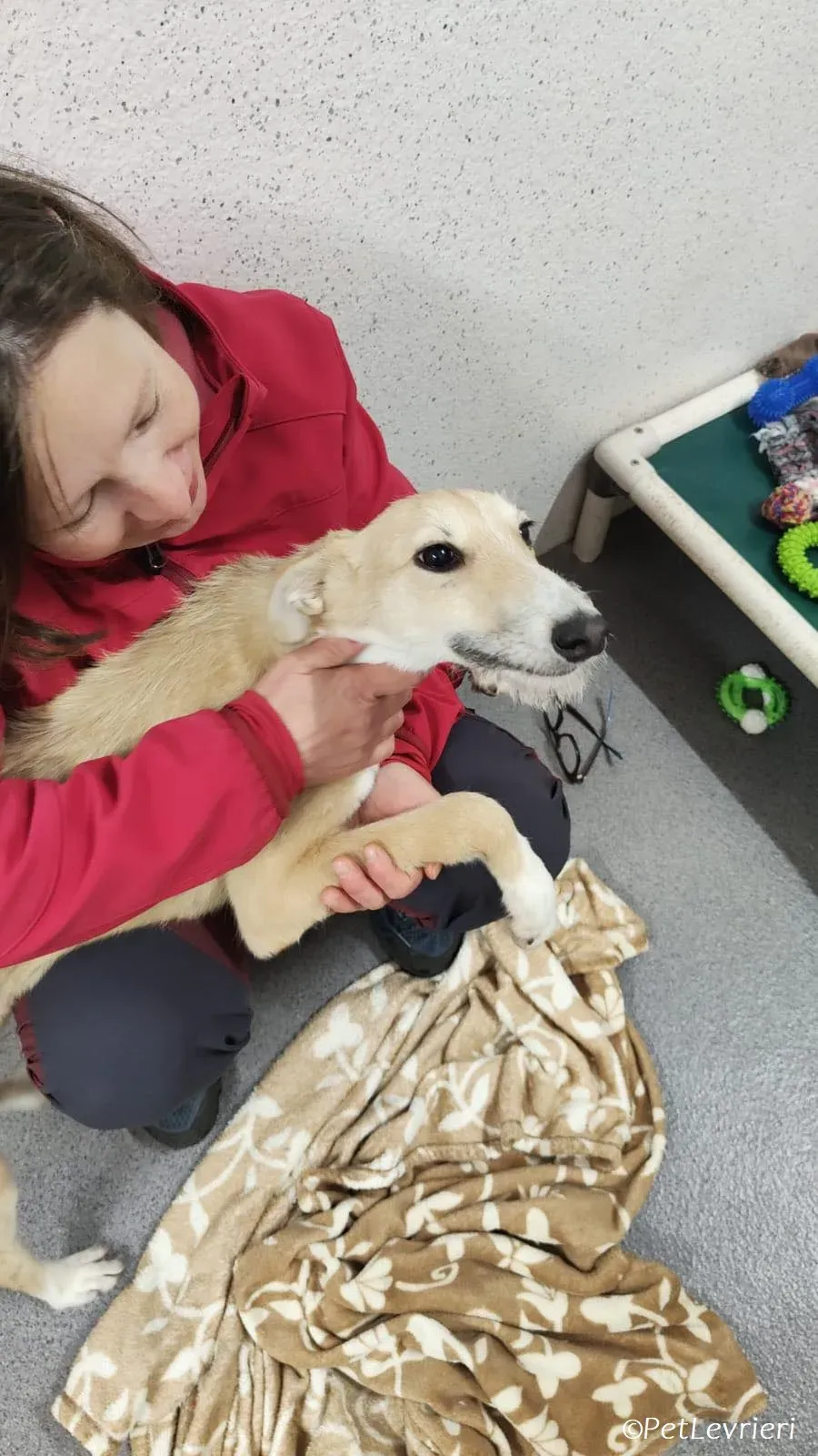 Stuart adozione levrieri greyhound 13