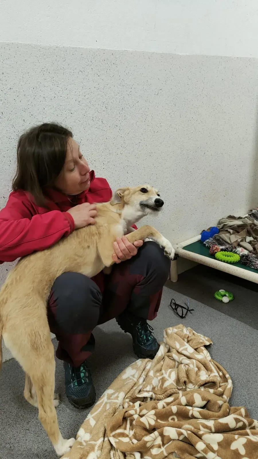 Stuart adozione levrieri greyhound 14 1