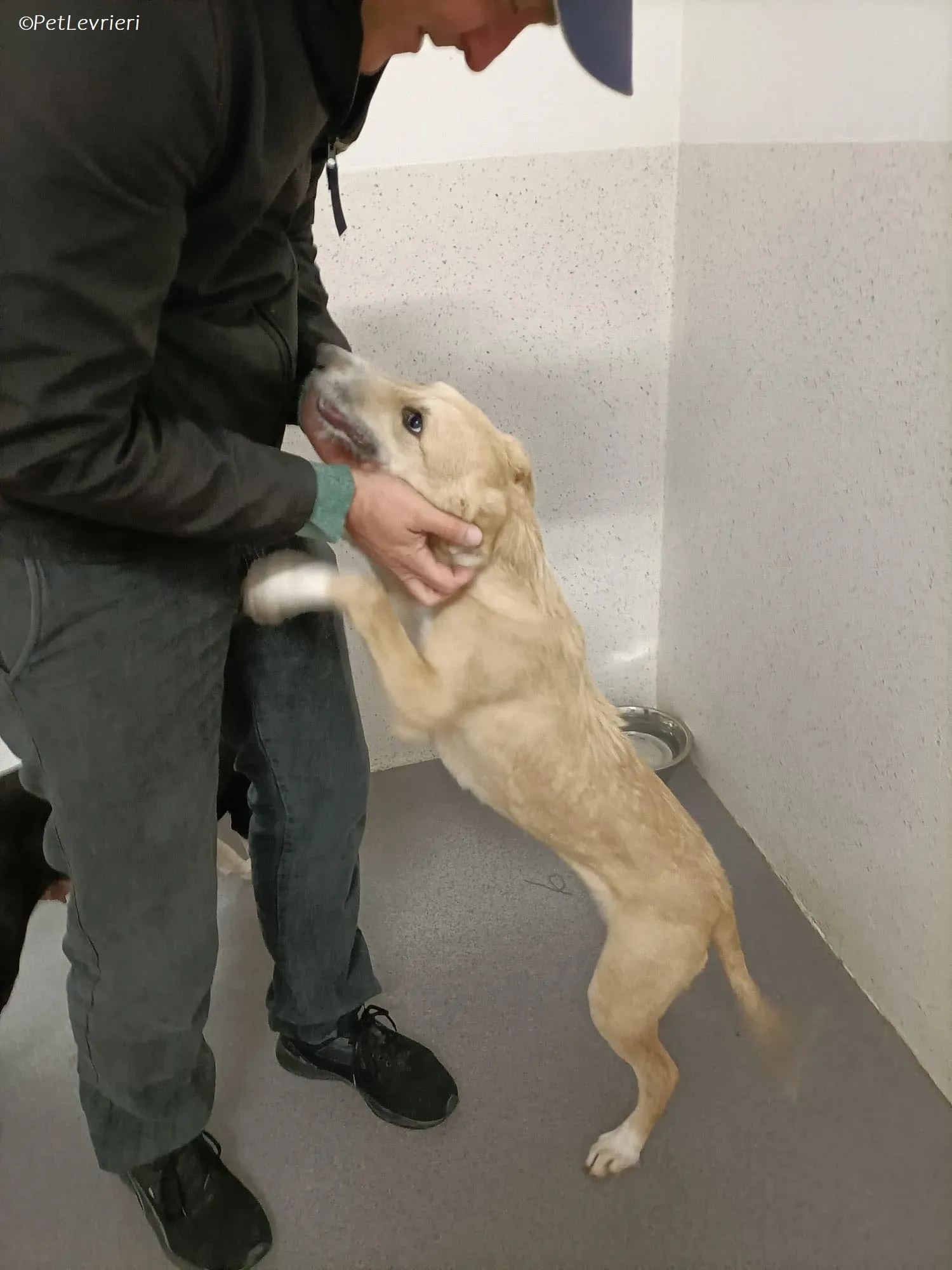 Stuart adozione levrieri greyhound 14