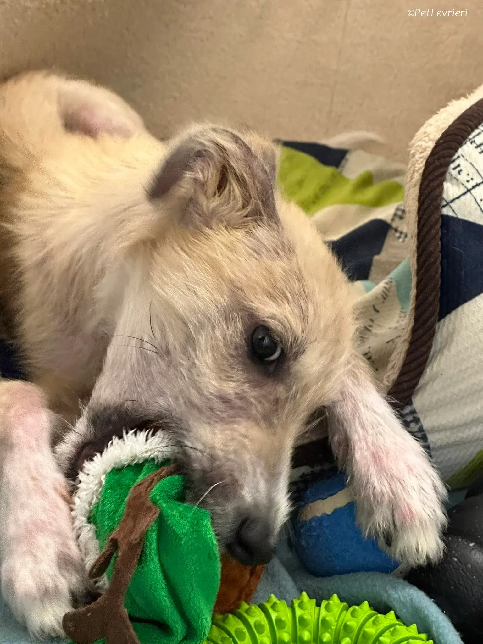 Stuart adozione levrieri greyhound 2